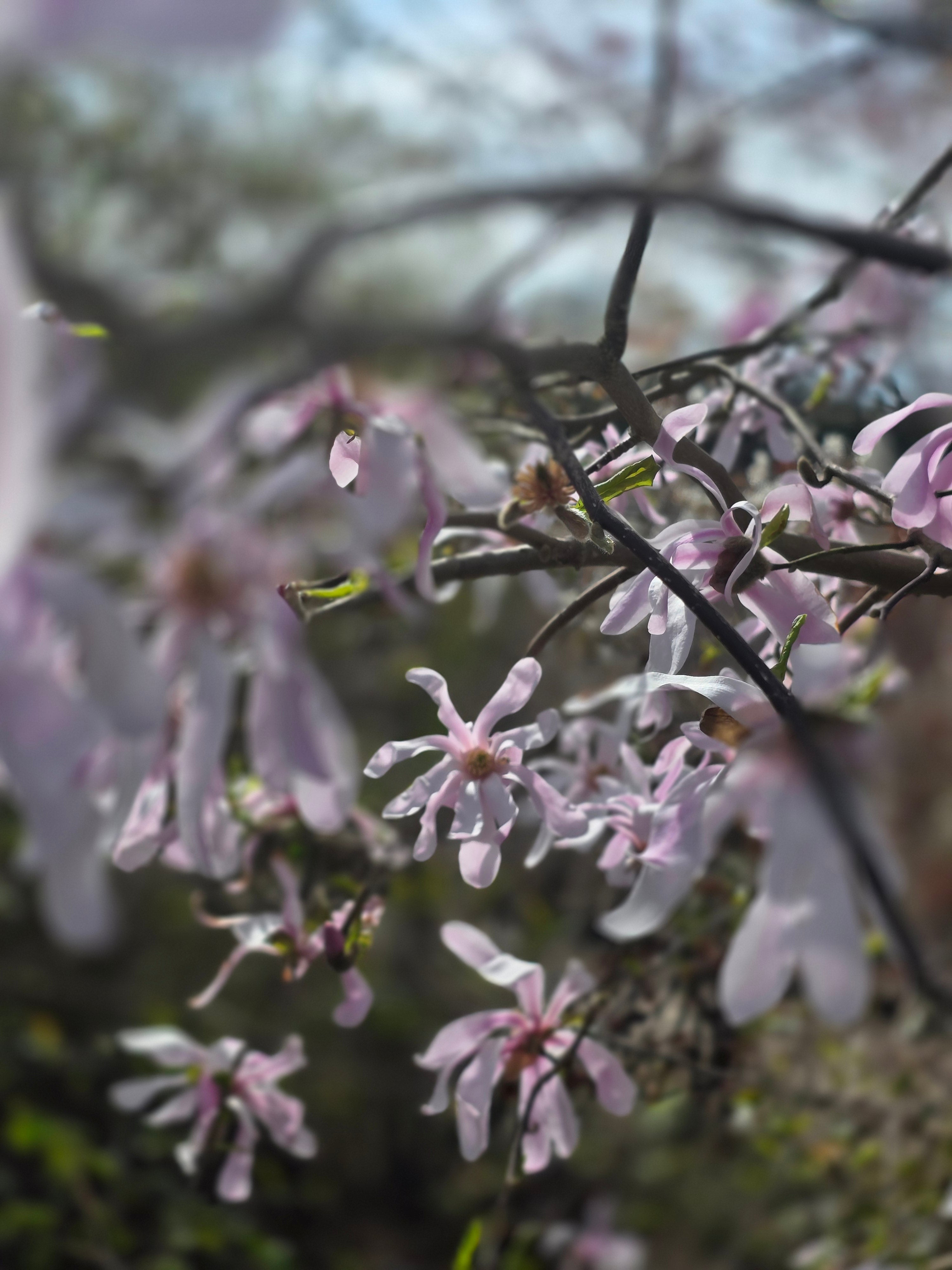 Rosa Sternmagnolie - Magnolia loebneri 'Leonard Messel'
