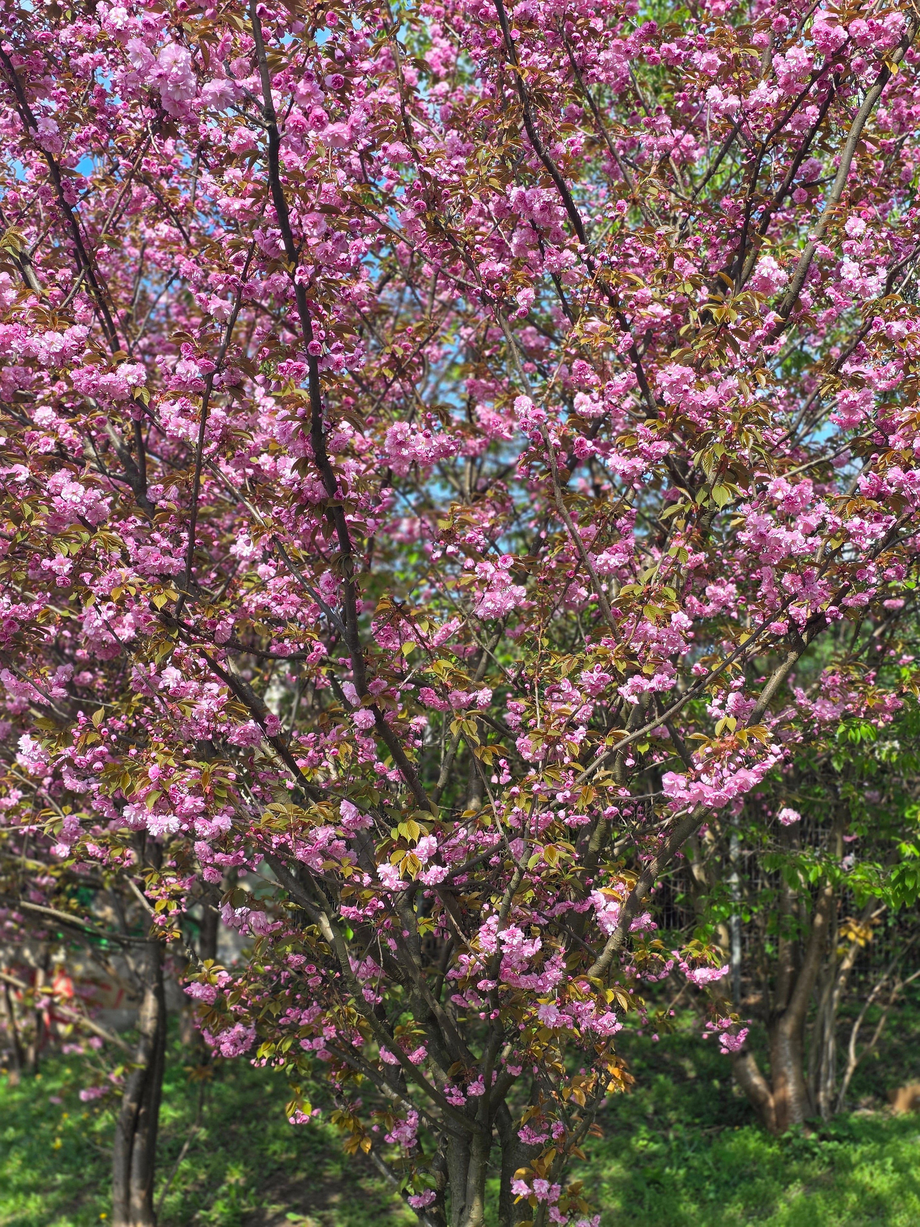 Japanische Nelkenkirsche 'Kanzan' - Prunus serrulata 'Kanzan' CAC