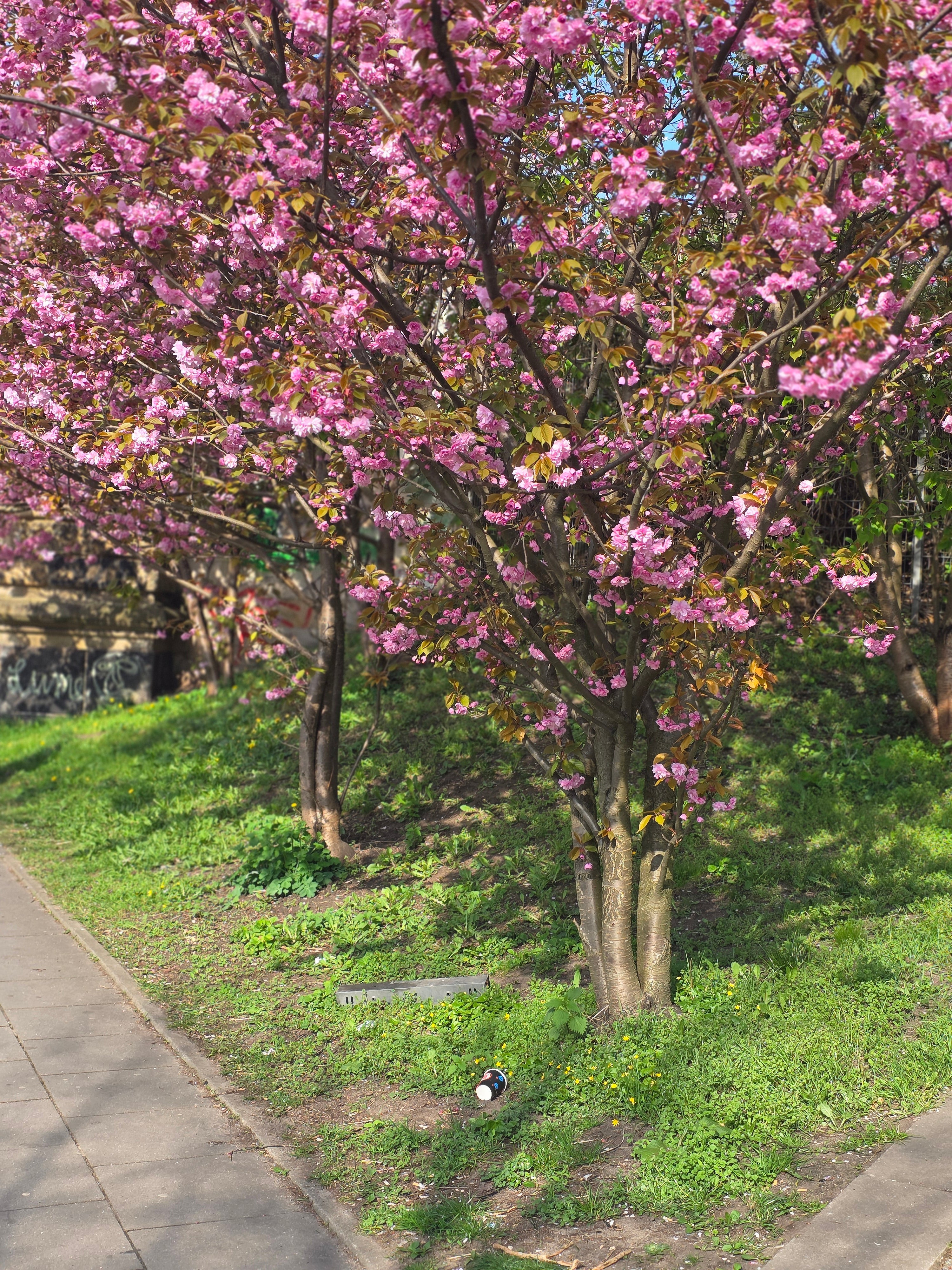 Japanische Nelkenkirsche 'Kanzan' - Prunus serrulata 'Kanzan' CAC