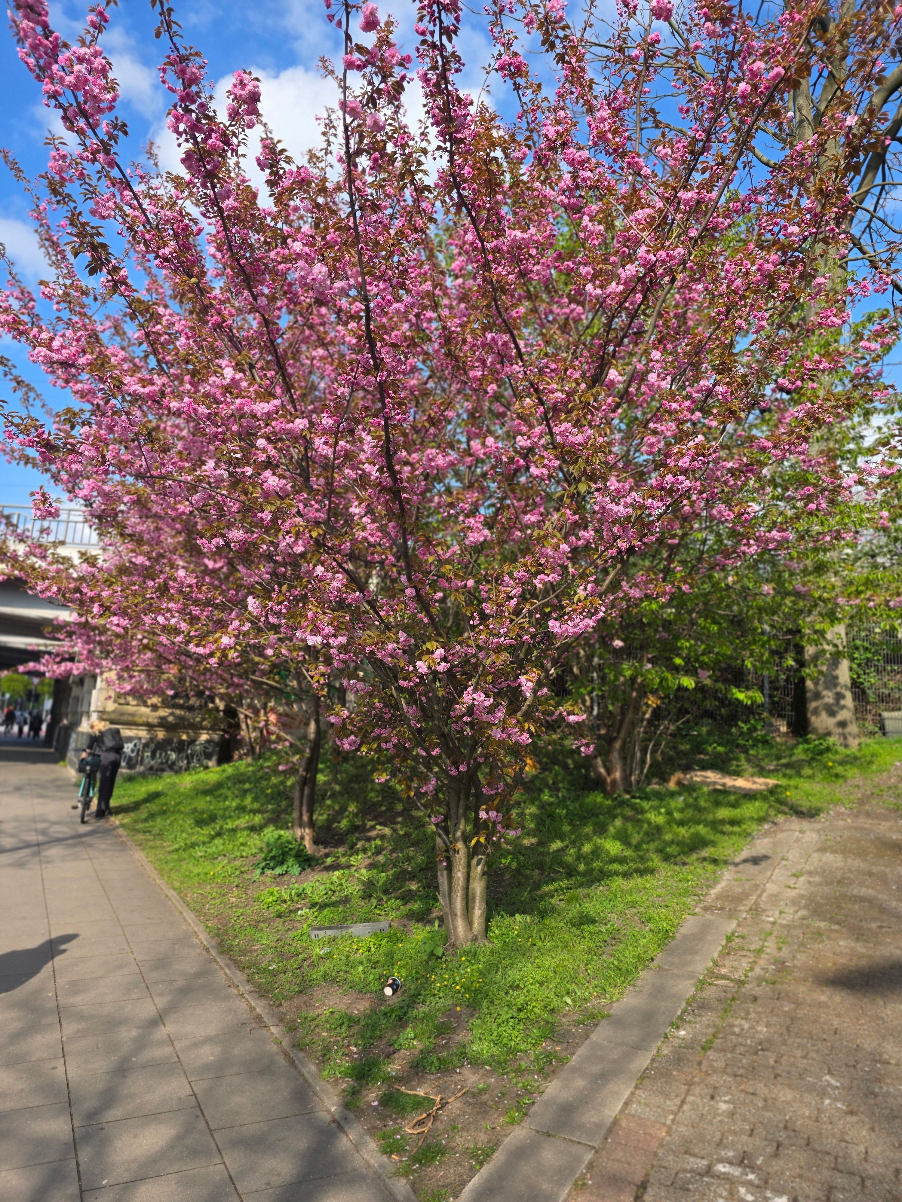 Japanische Nelkenkirsche 'Kanzan' - Prunus serrulata 'Kanzan' CAC