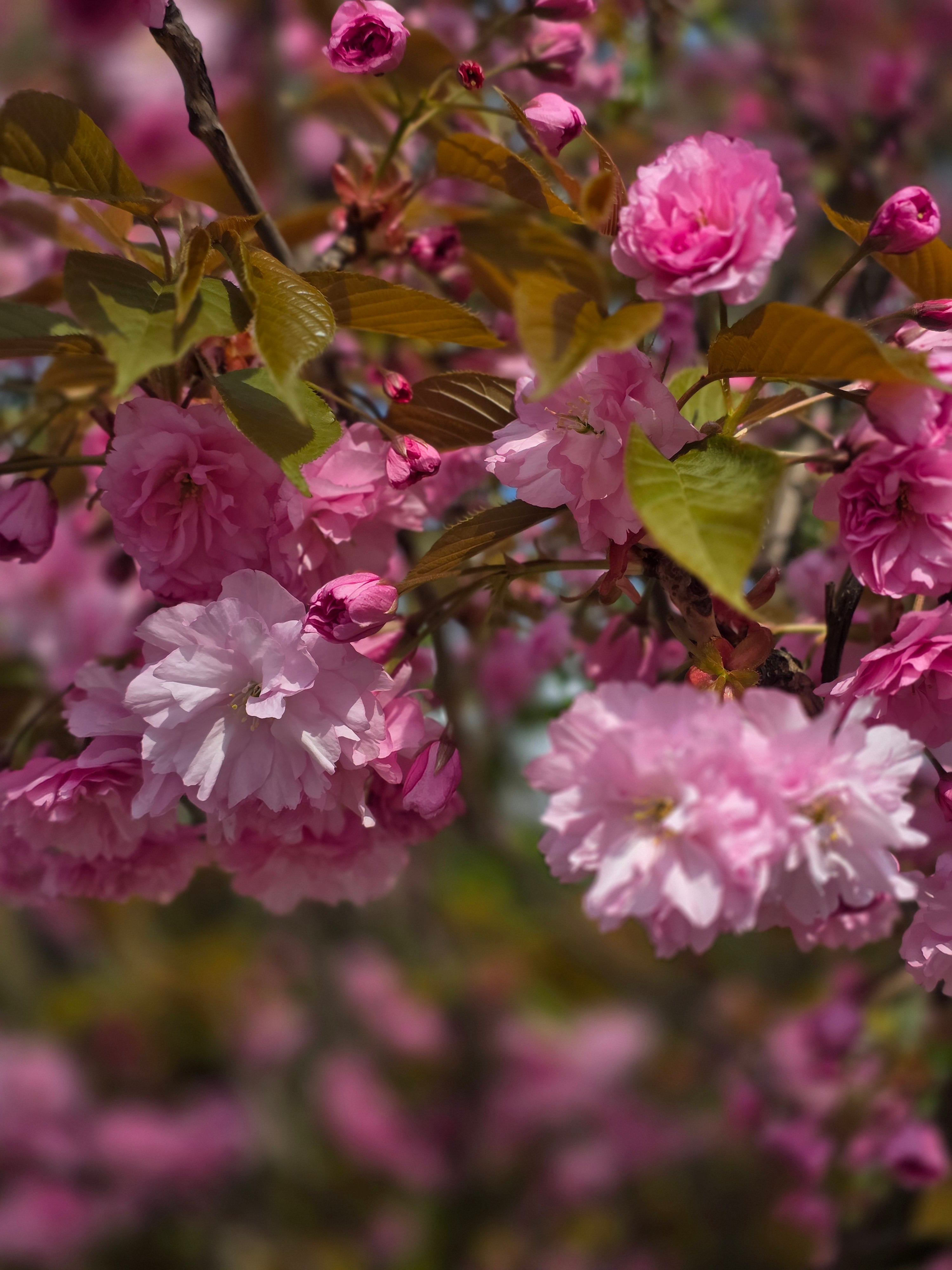 Japanische Nelkenkirsche 'Kanzan' - Prunus serrulata 'Kanzan' CAC