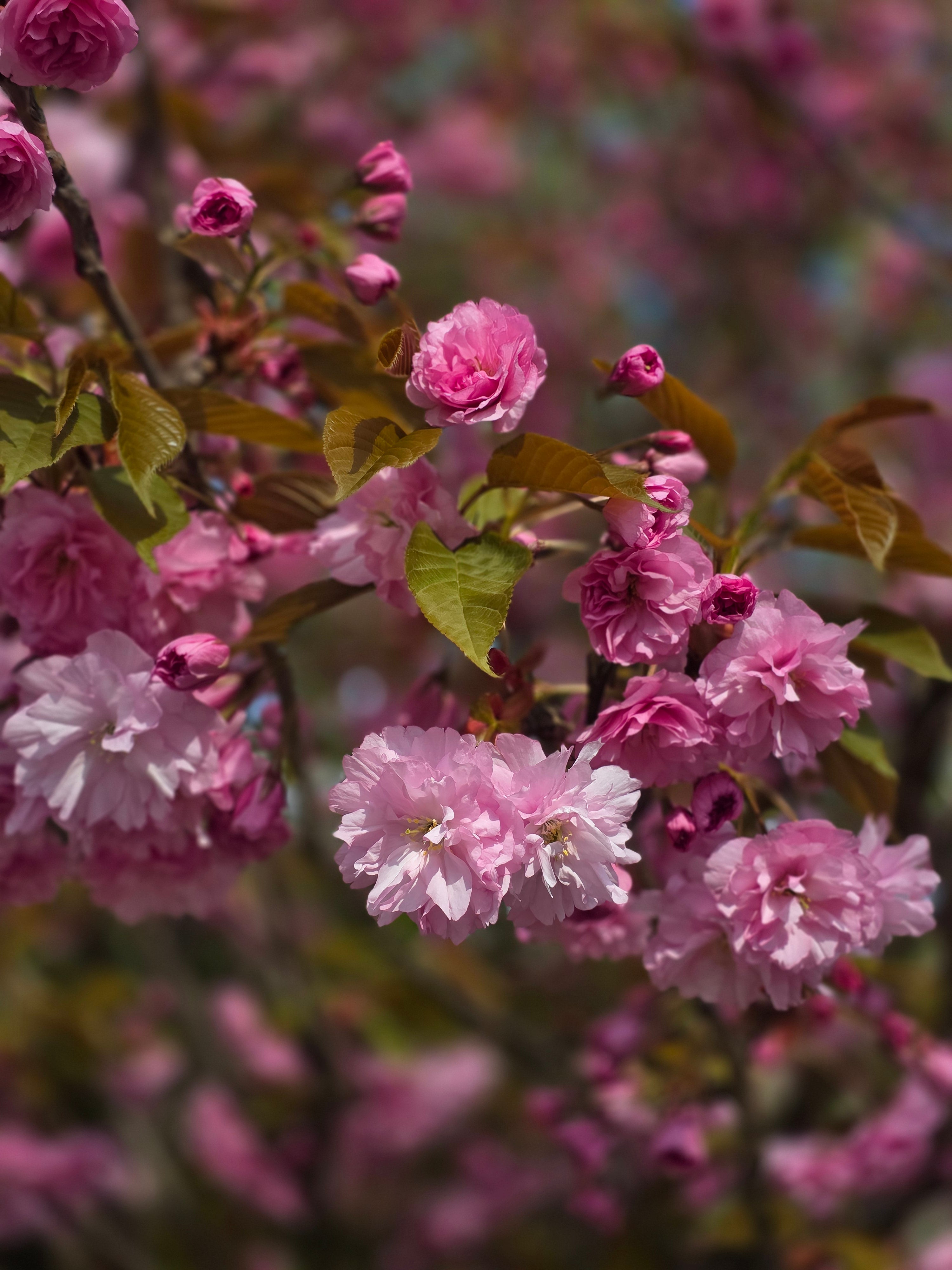 Japanische Nelkenkirsche 'Kanzan' - Prunus serrulata 'Kanzan' CAC