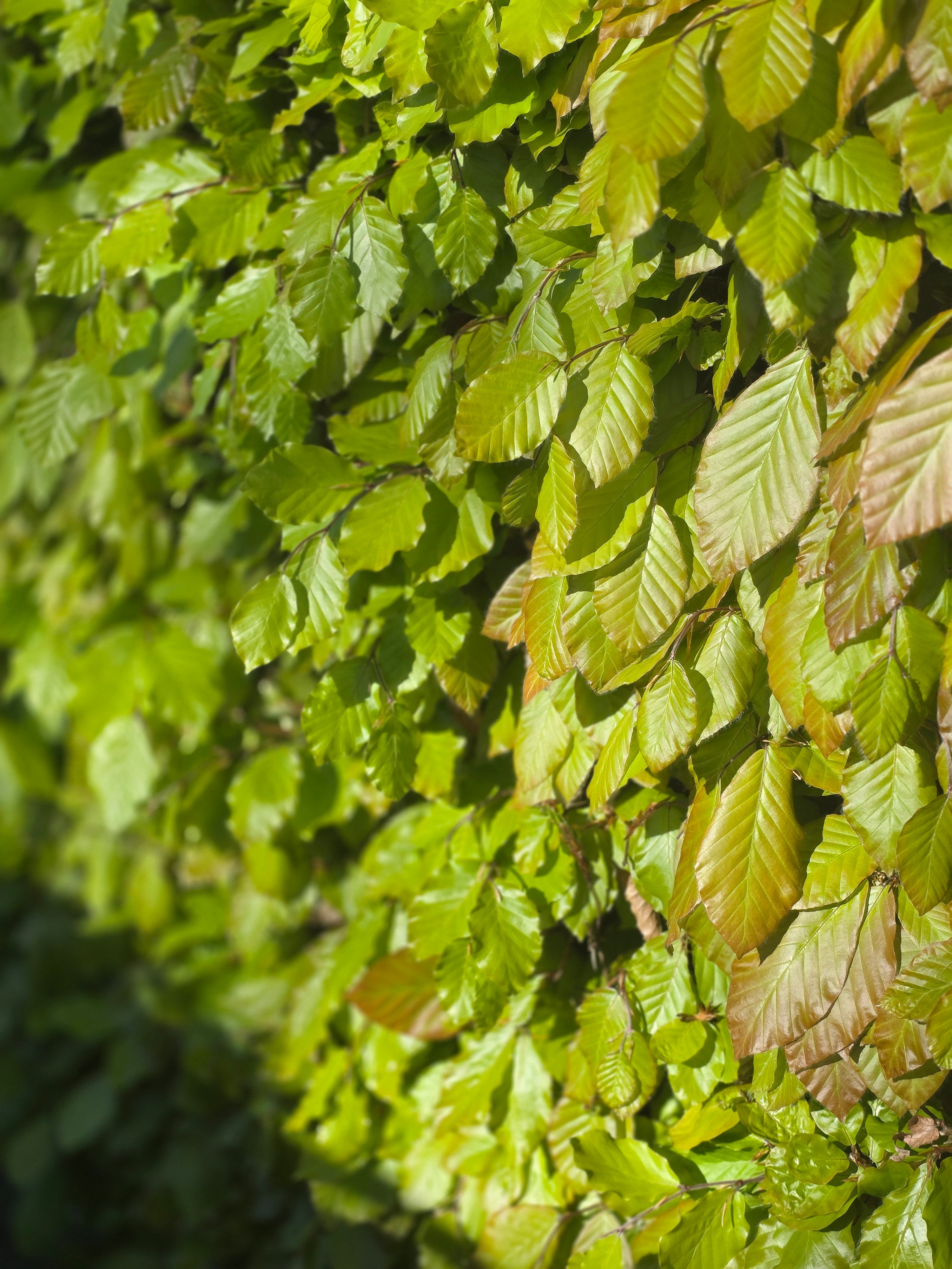 Rotbuche - Fagus sylvatica