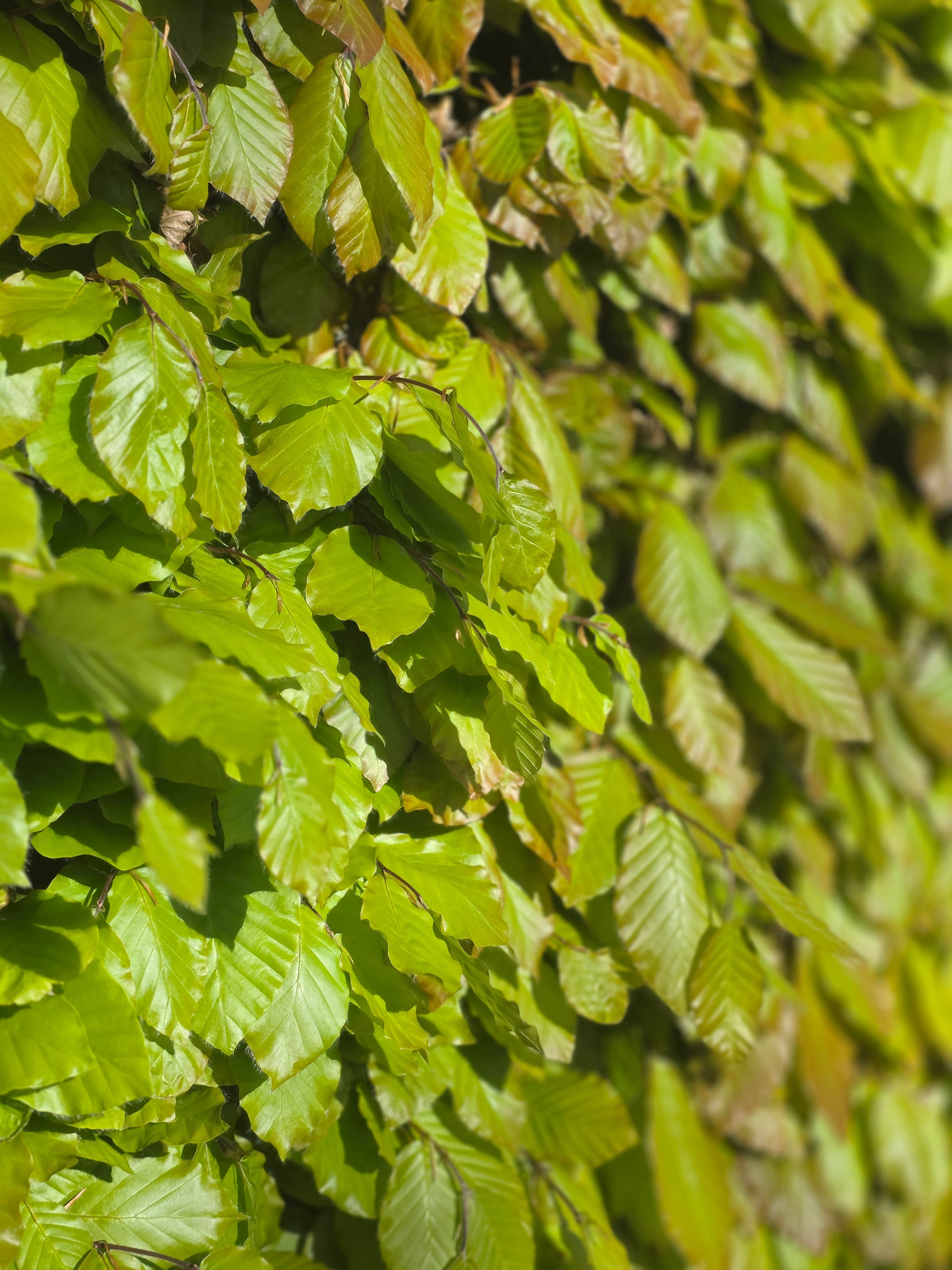 Rotbuche - Fagus sylvatica