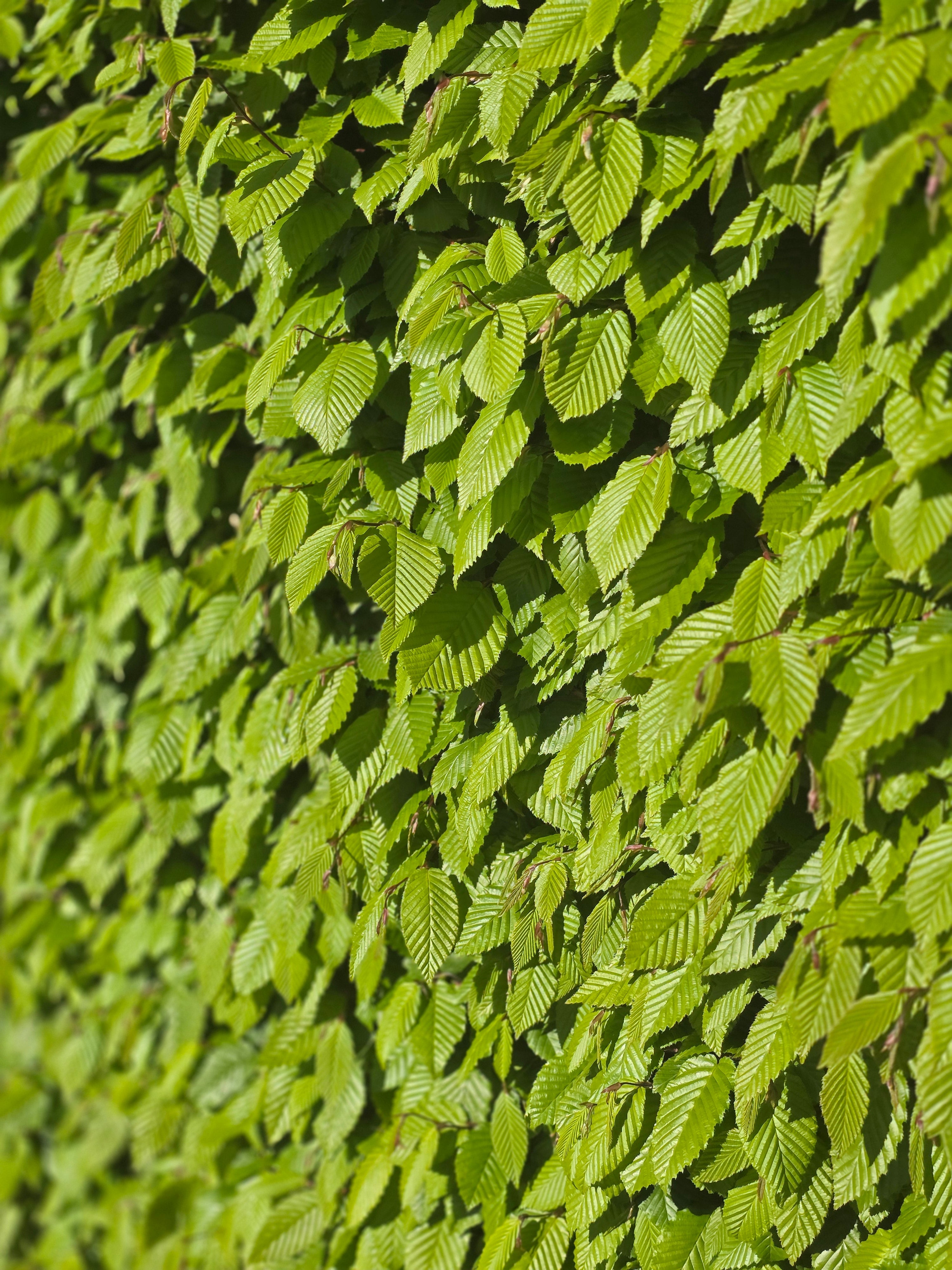 Hainbuche / Weißbuche - Carpinus betulus