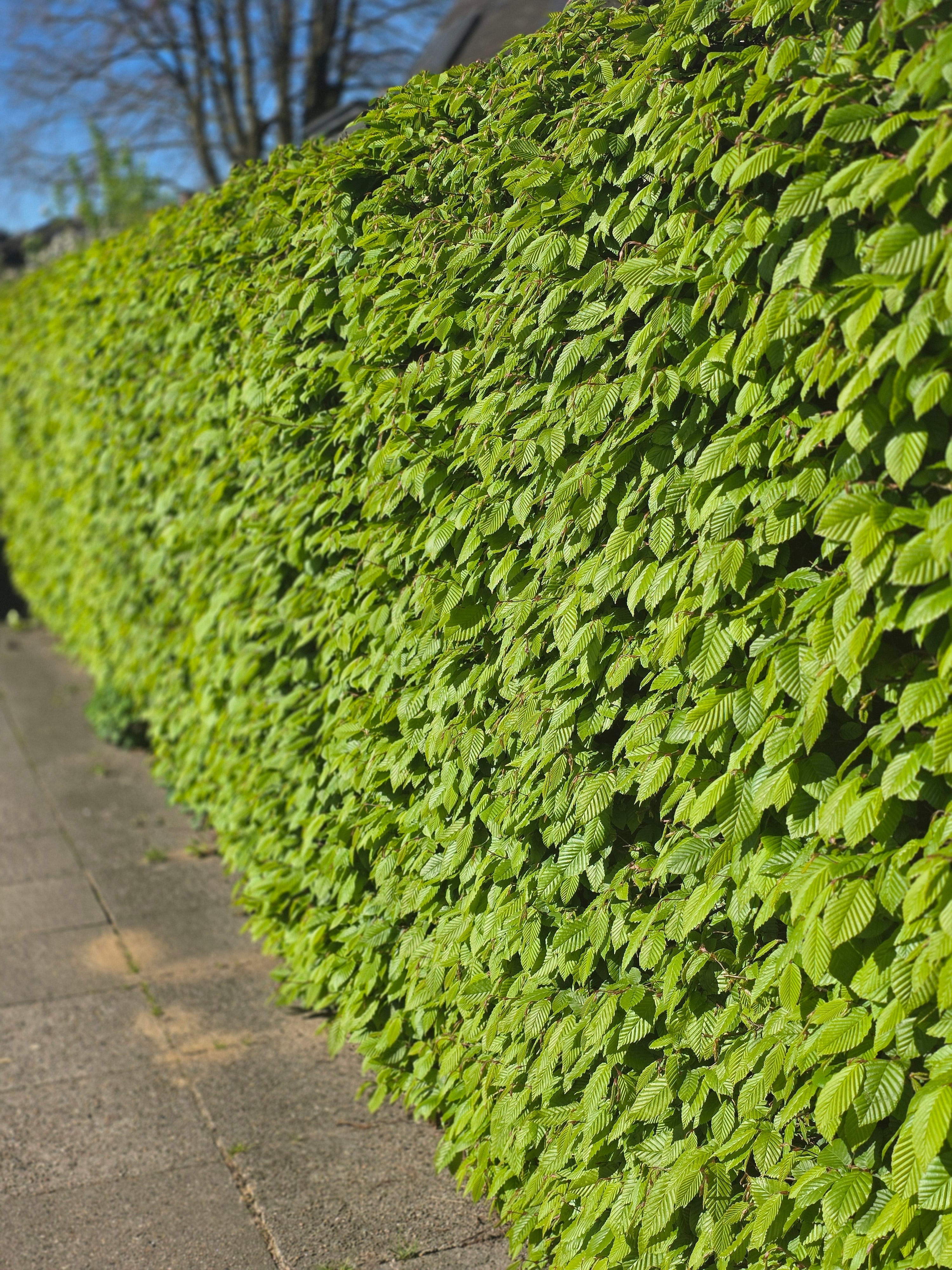Hainbuche / Weißbuche - Carpinus betulus