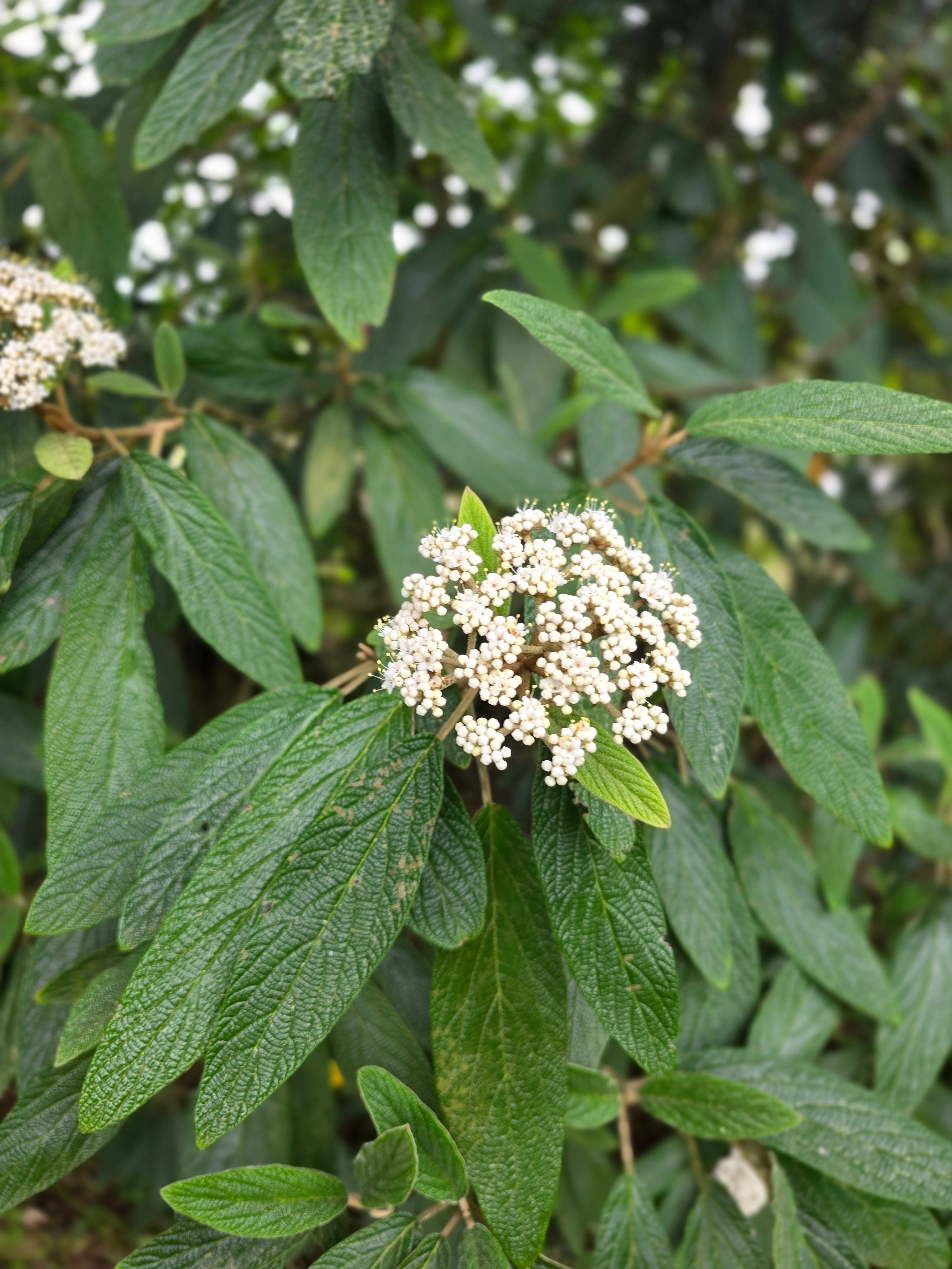 Immergrüner Zungen-Schneeball - Viburnum rhytidophyllum
