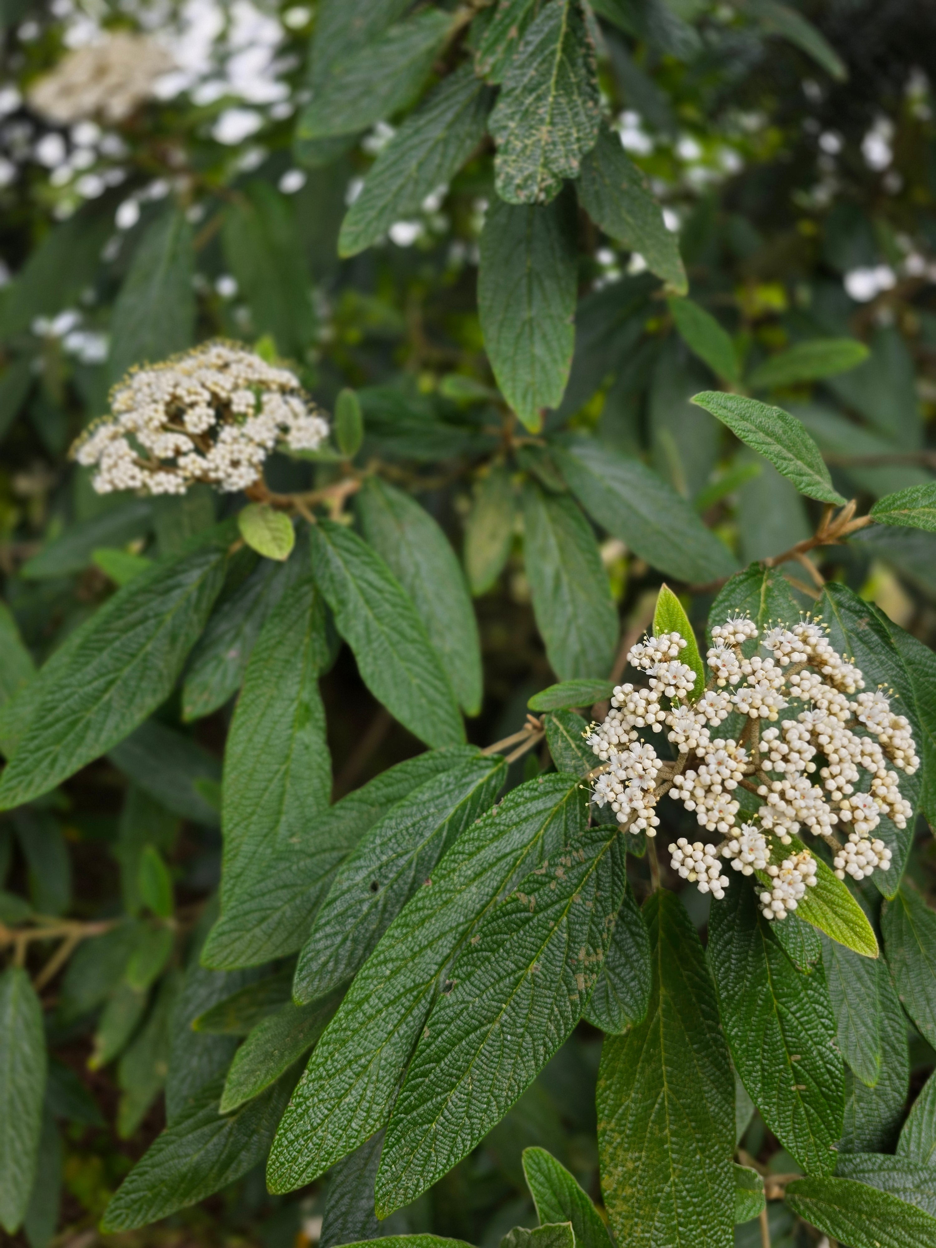 Immergrüner Zungen-Schneeball - Viburnum rhytidophyllum