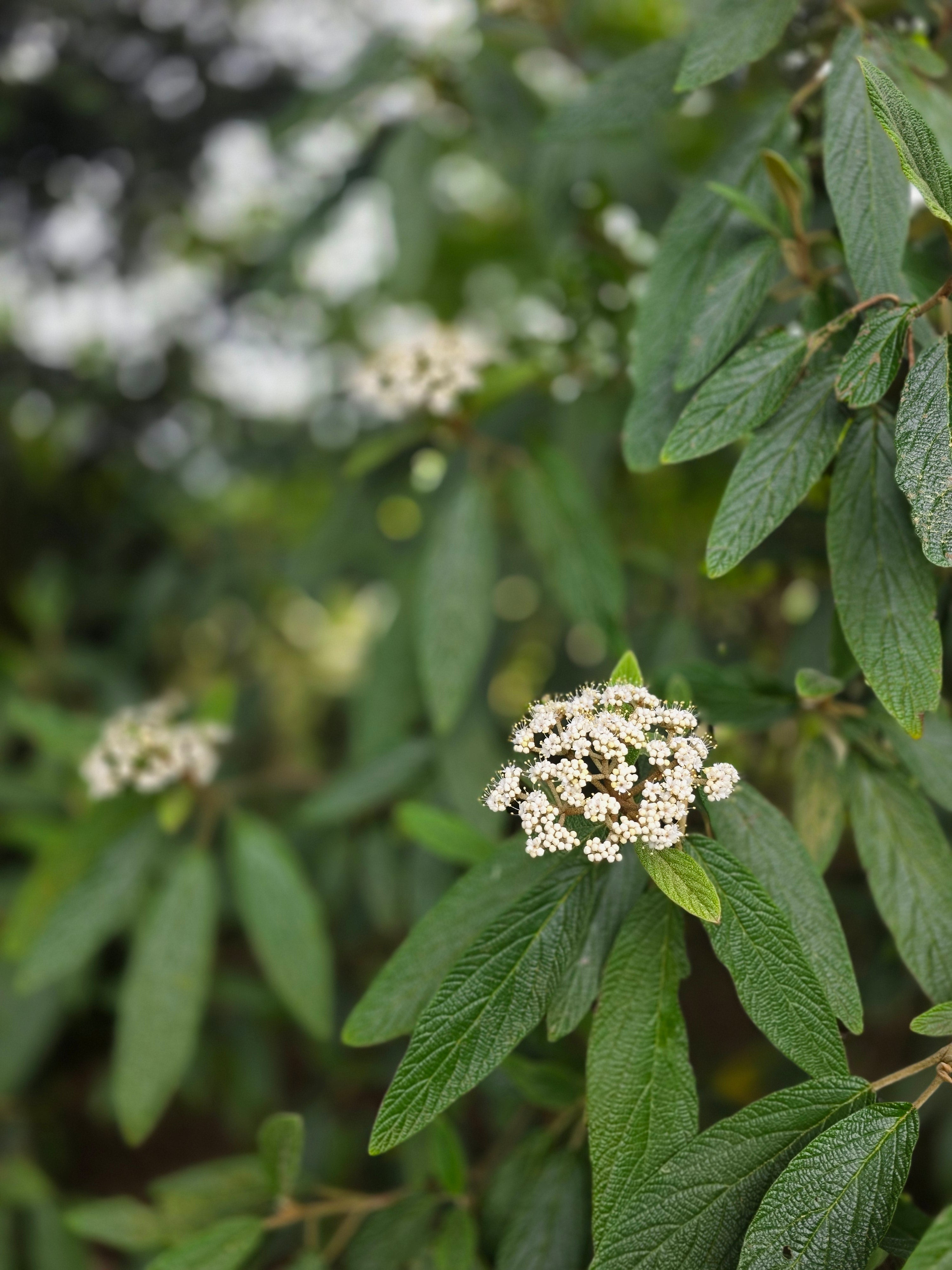 Immergrüner Zungen-Schneeball - Viburnum rhytidophyllum