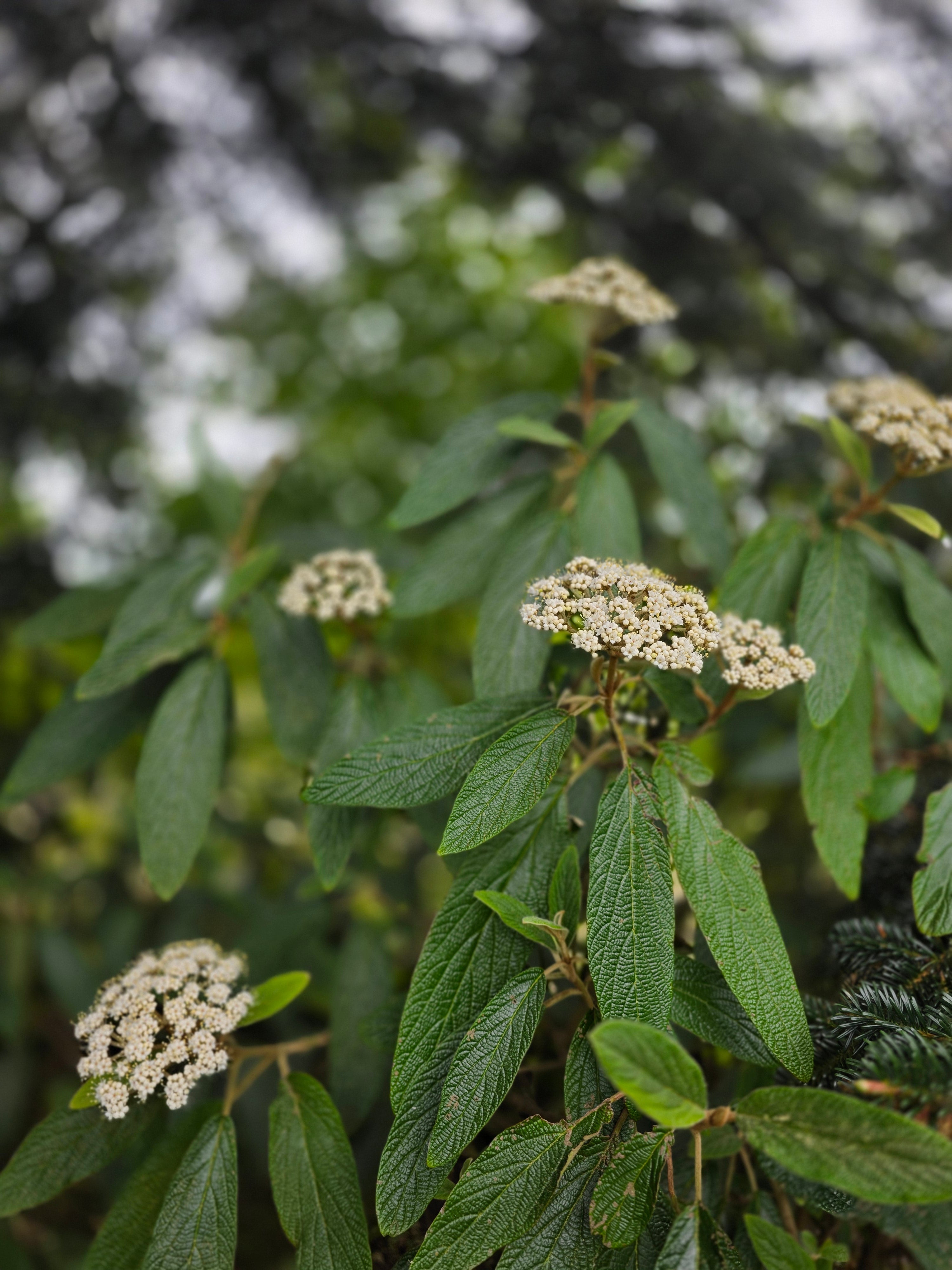 Immergrüner Zungen-Schneeball - Viburnum rhytidophyllum
