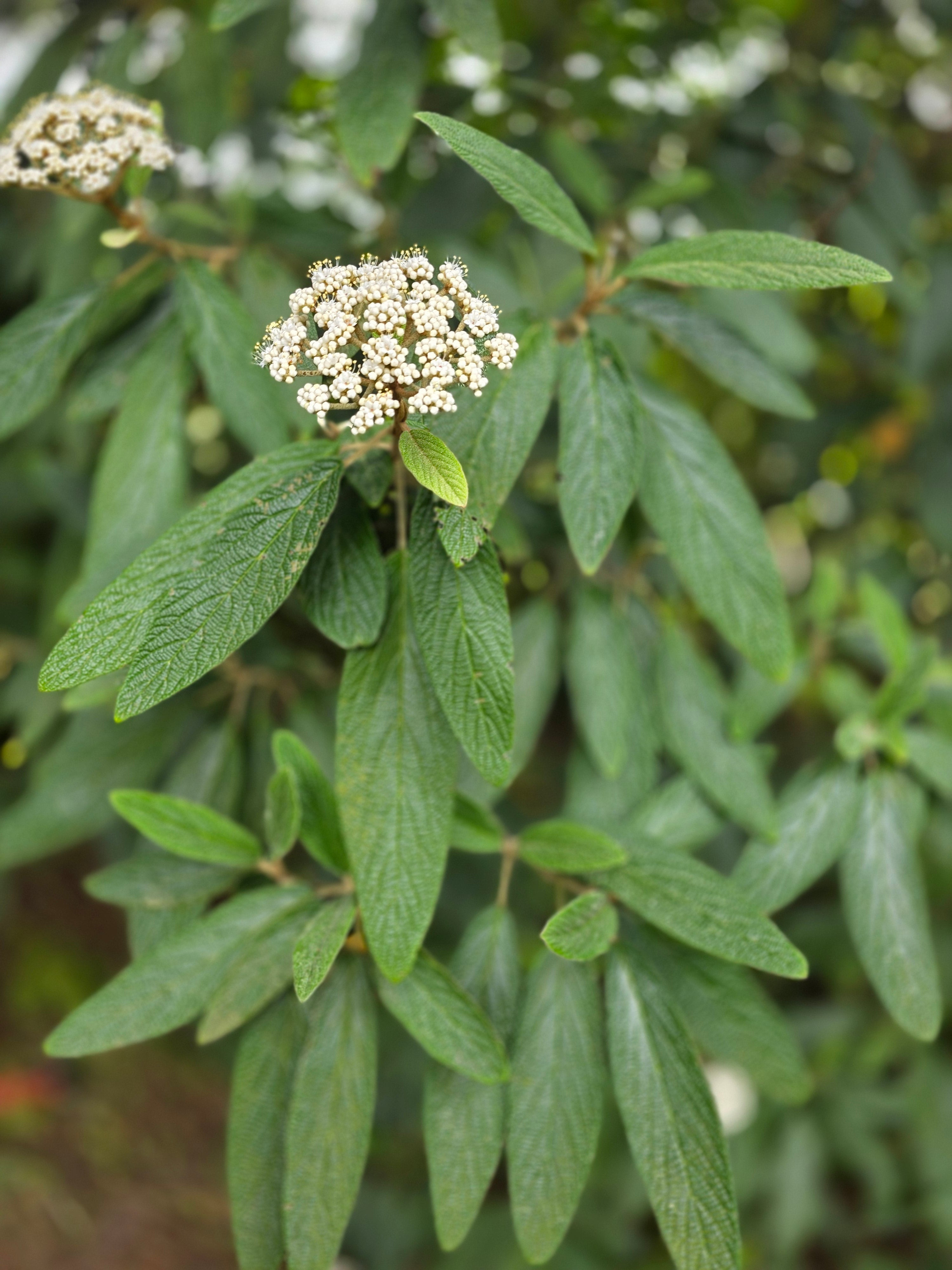 Immergrüner Zungen-Schneeball - Viburnum rhytidophyllum