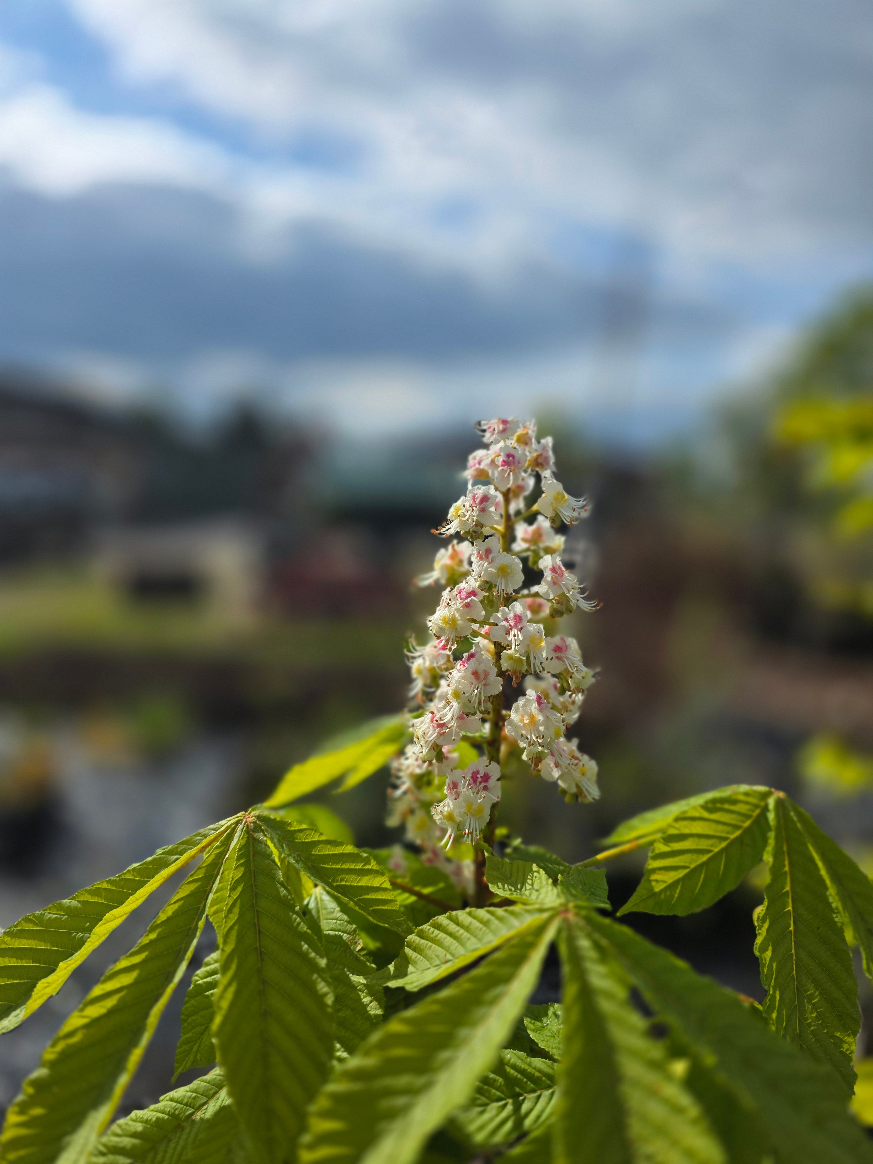 Rosskastanie - Aesculus hippocastanum