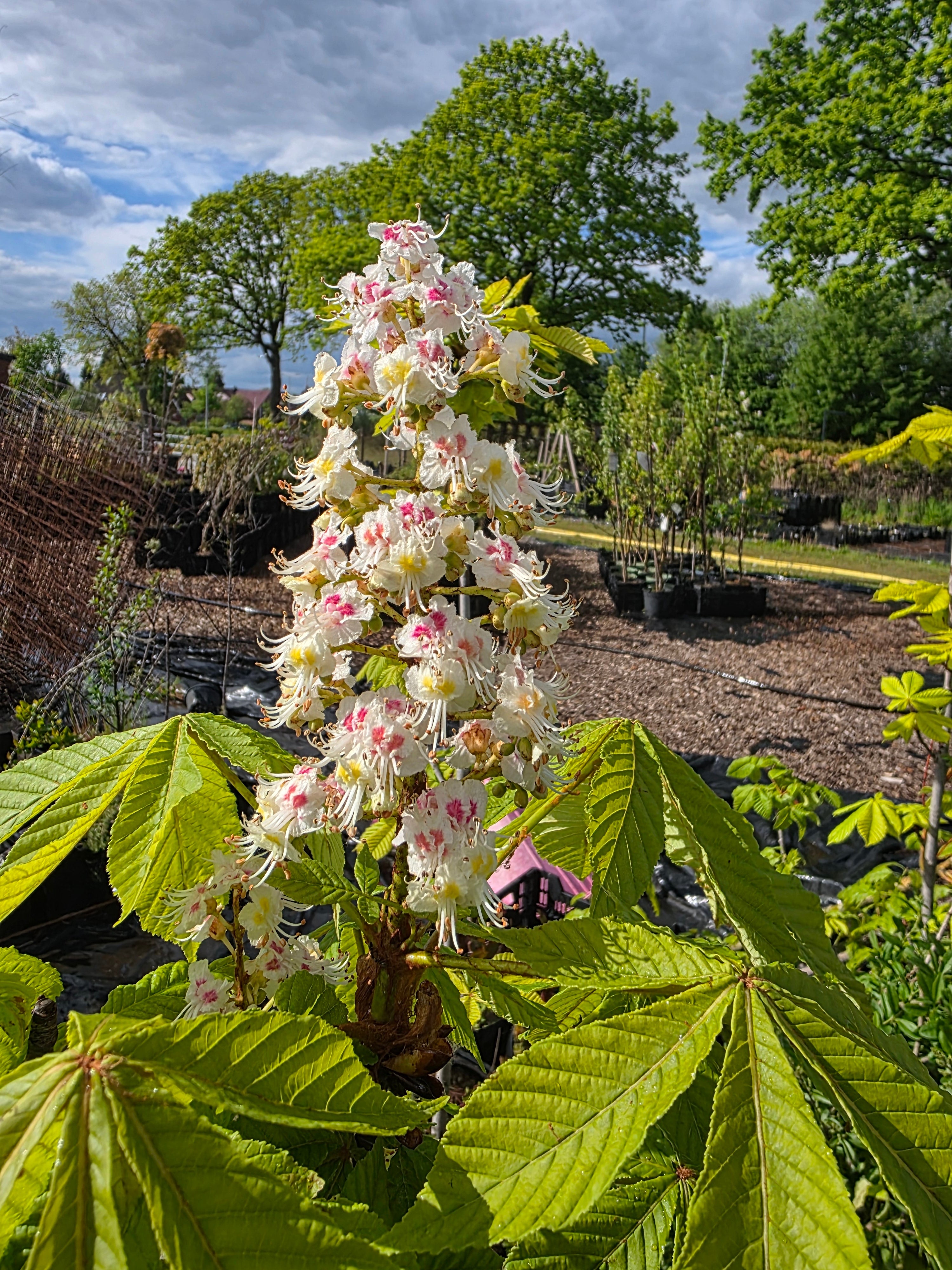 Rosskastanie - Aesculus hippocastanum