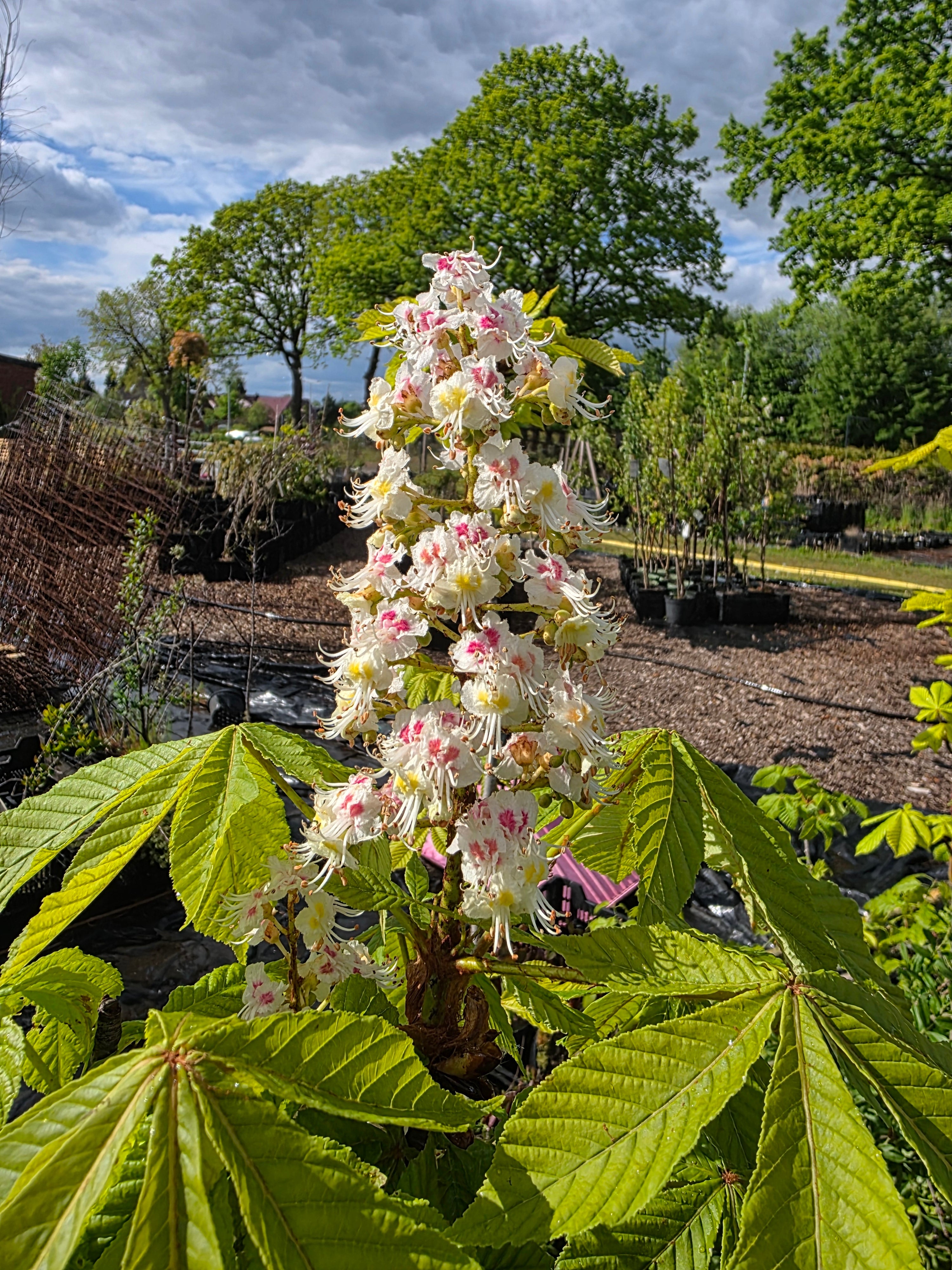 Rosskastanie - Aesculus hippocastanum