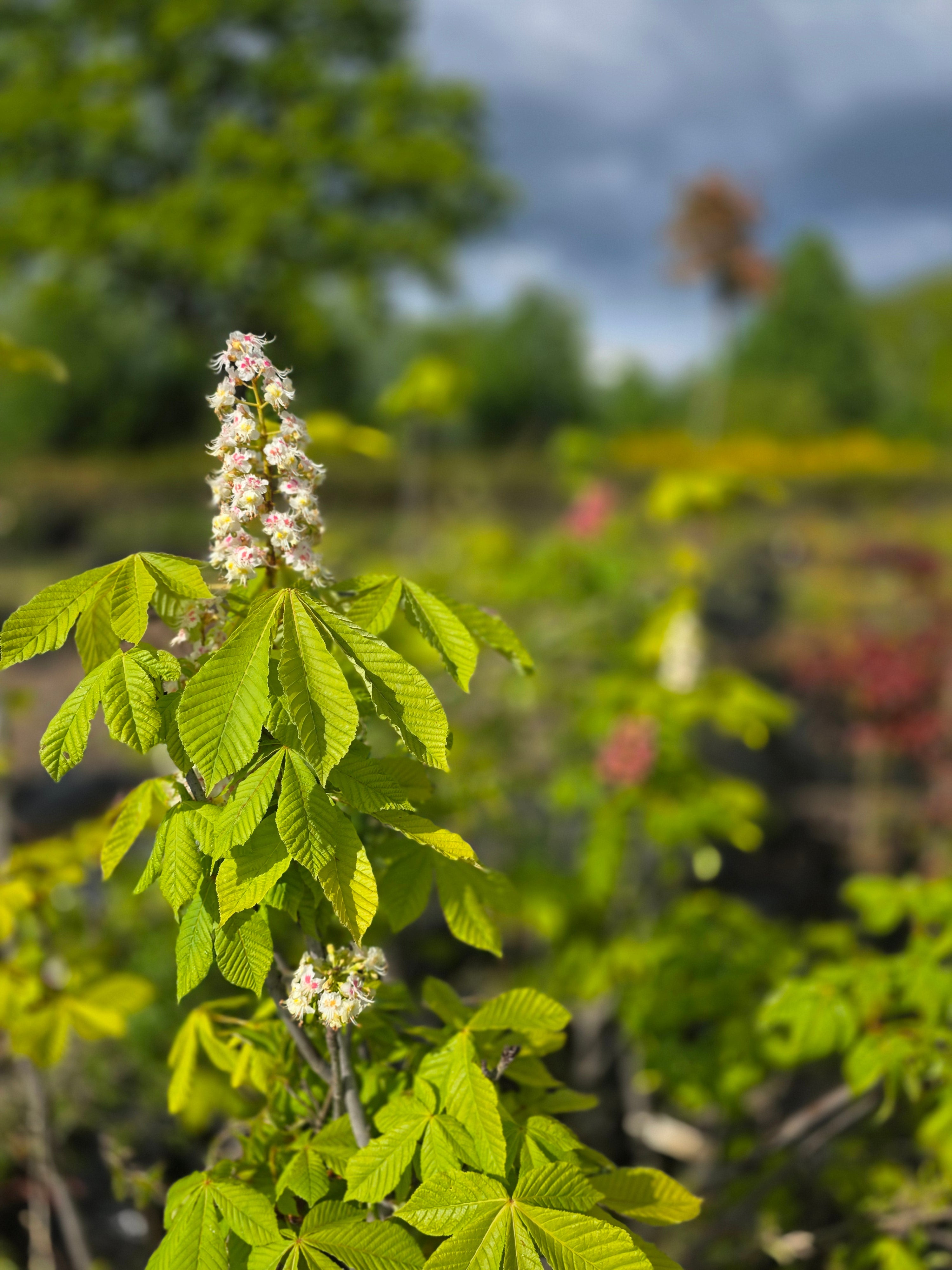 Rosskastanie - Aesculus hippocastanum
