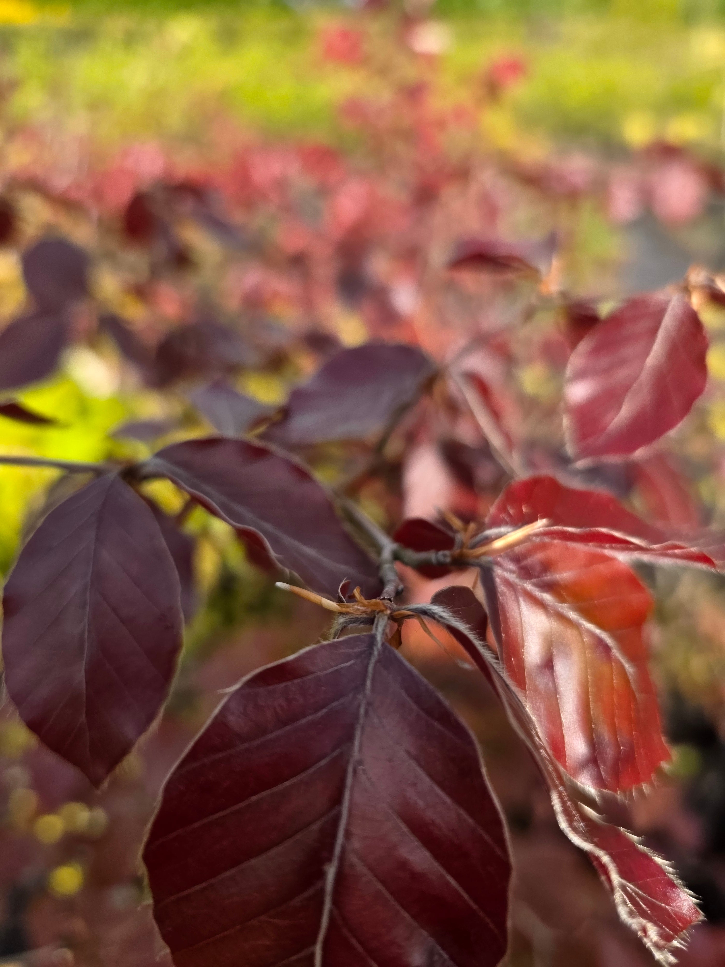 Blutbuche Heckenpflanzen - Fagus sylvatica purpurea