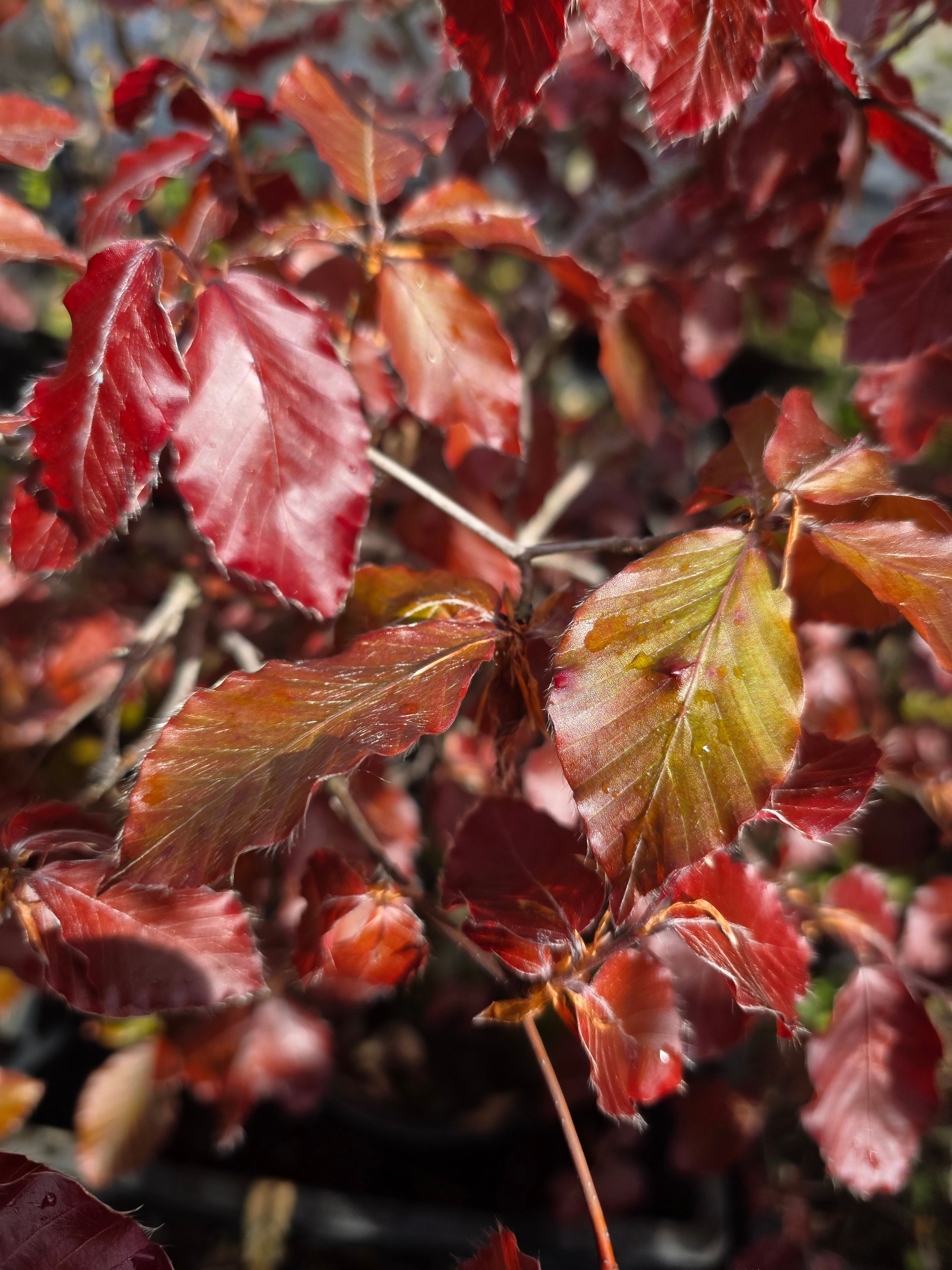 Blutbuche Heckenpflanzen - Fagus sylvatica purpurea