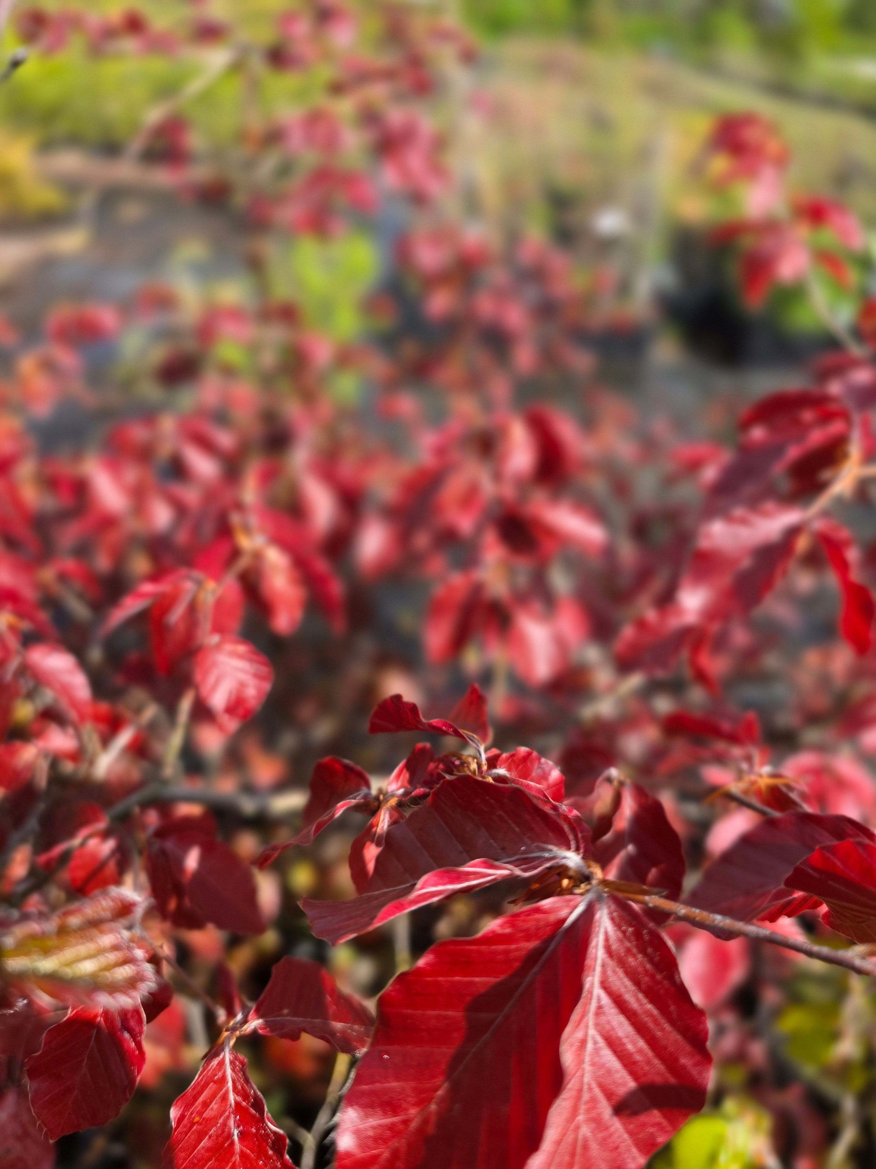 Blutbuche Heckenpflanzen - Fagus sylvatica purpurea