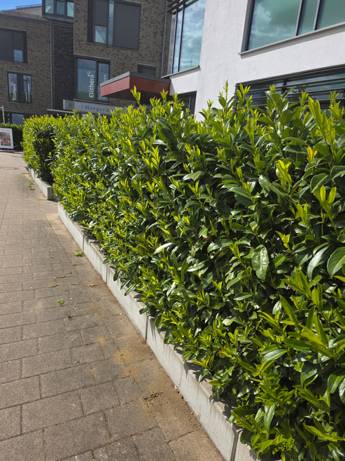 Kirschlorbeer 'Caucasica' / Kaukasische Lorbeerkirsche - Prunus laurocerasus 'Caucasica'