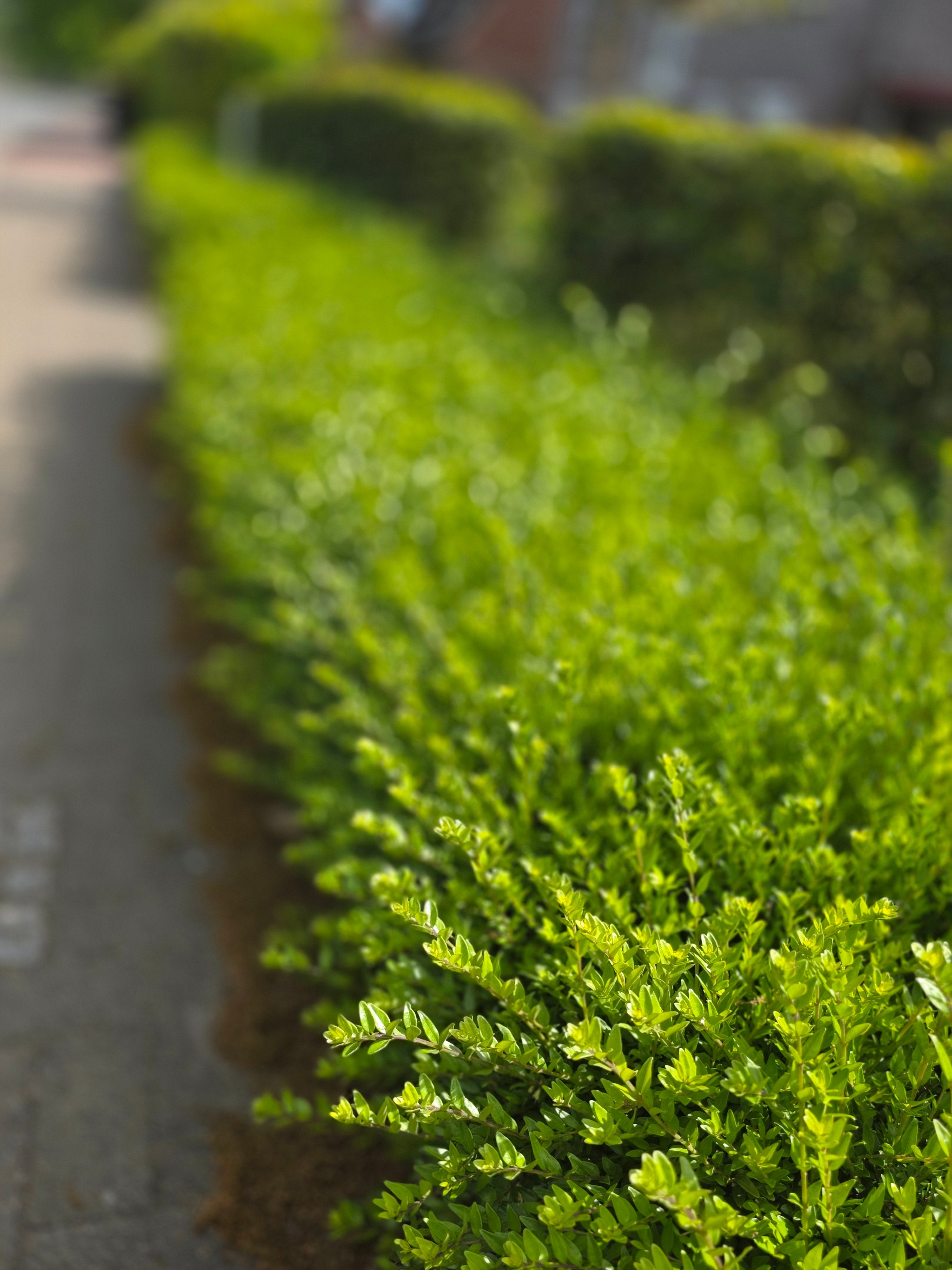 Heckenmyrte 'Maigrün' - Lonicera nitida 'Maigrün'