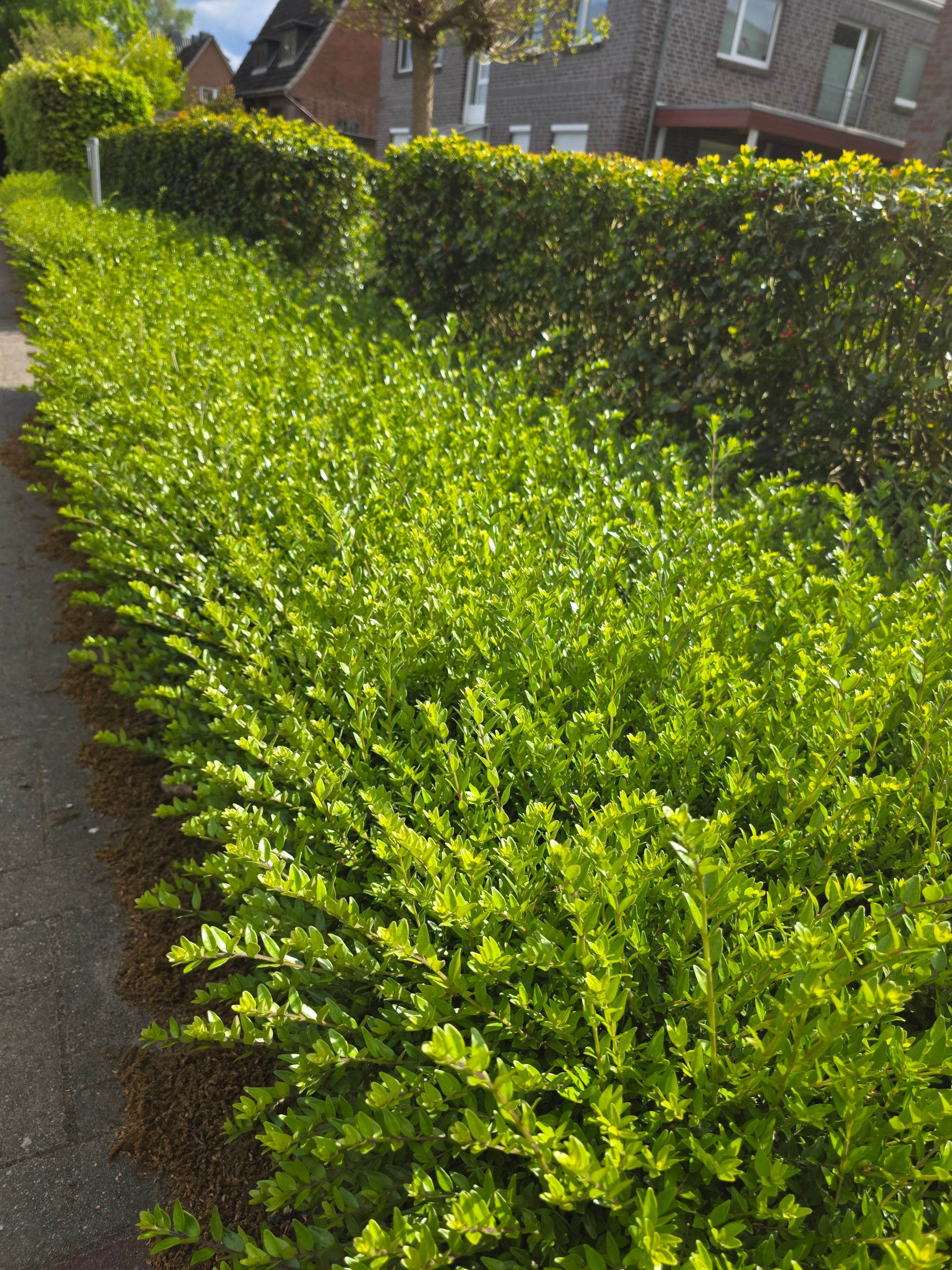 Heckenmyrte 'Maigrün' - Lonicera nitida 'Maigrün'