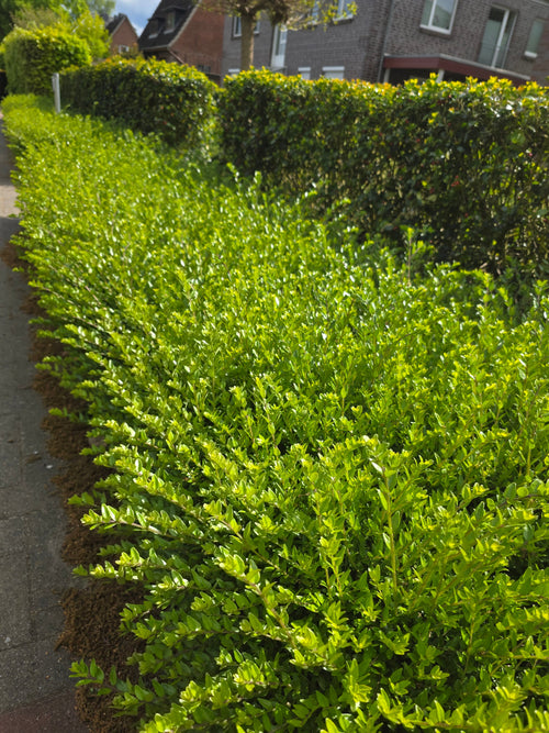 Heckenmyrte 'Maigrün' - Lonicera nitida 'Maigrün'