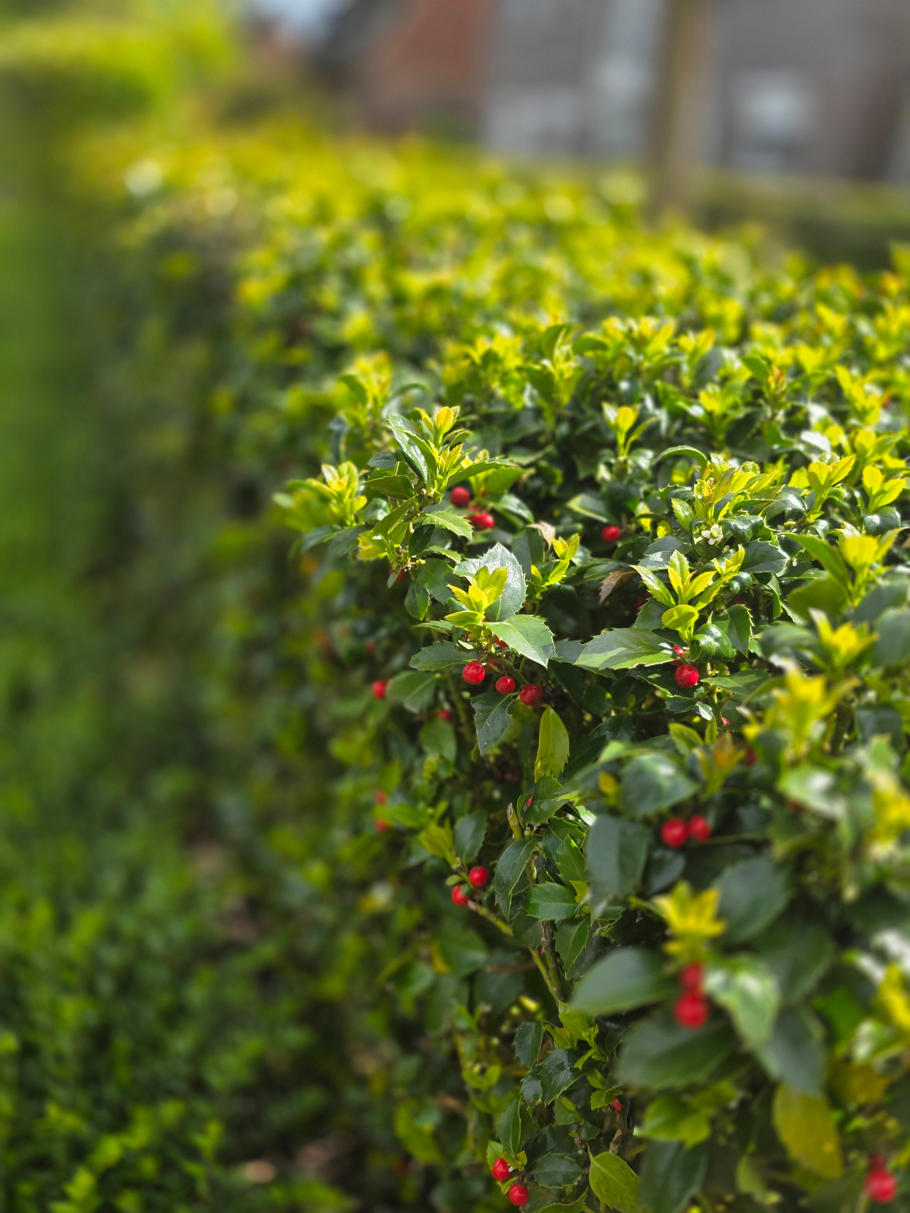 Stechpalme 'Heckenfee' ® - Ilex meserveae 'Heckenfee' ®
