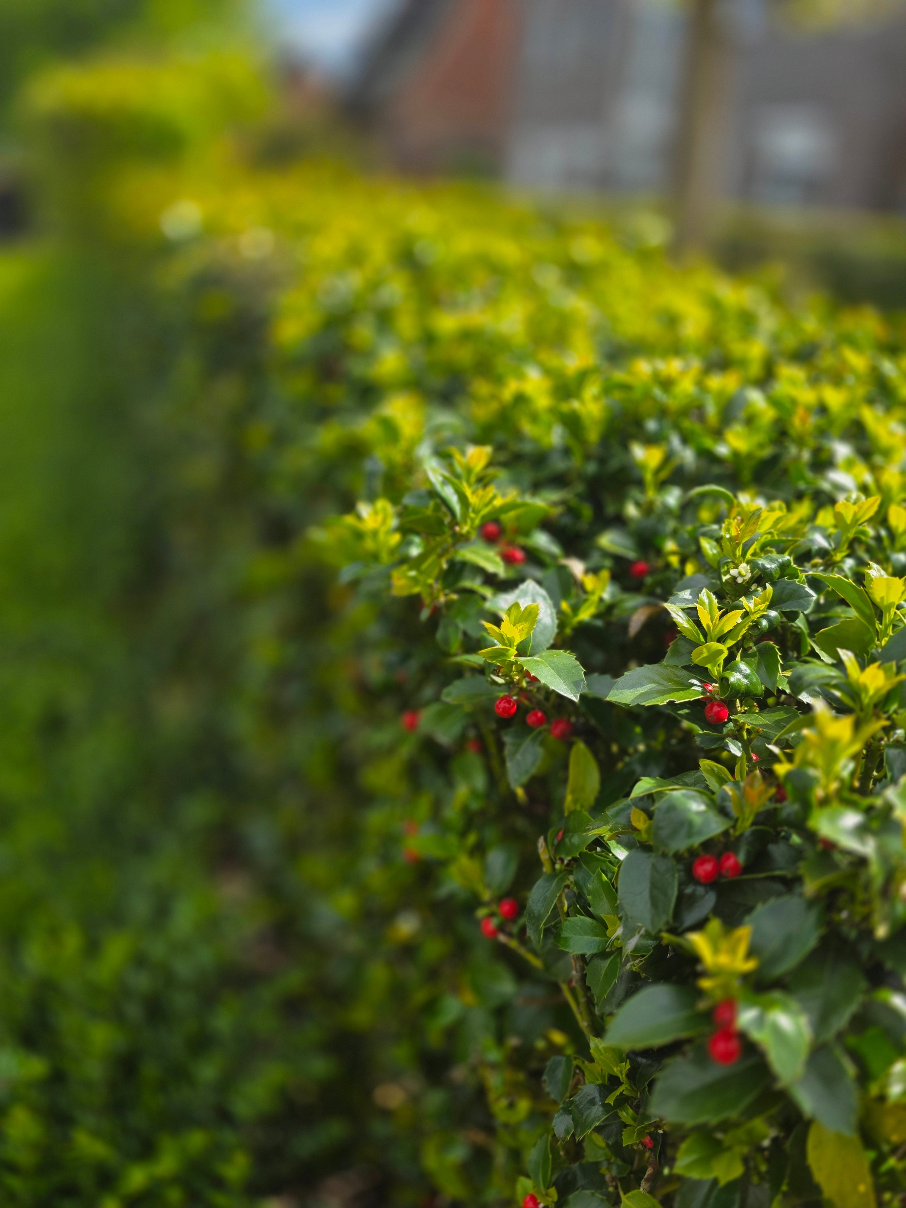 Stechpalme 'Heckenfee' ® - Ilex meserveae 'Heckenfee' ®