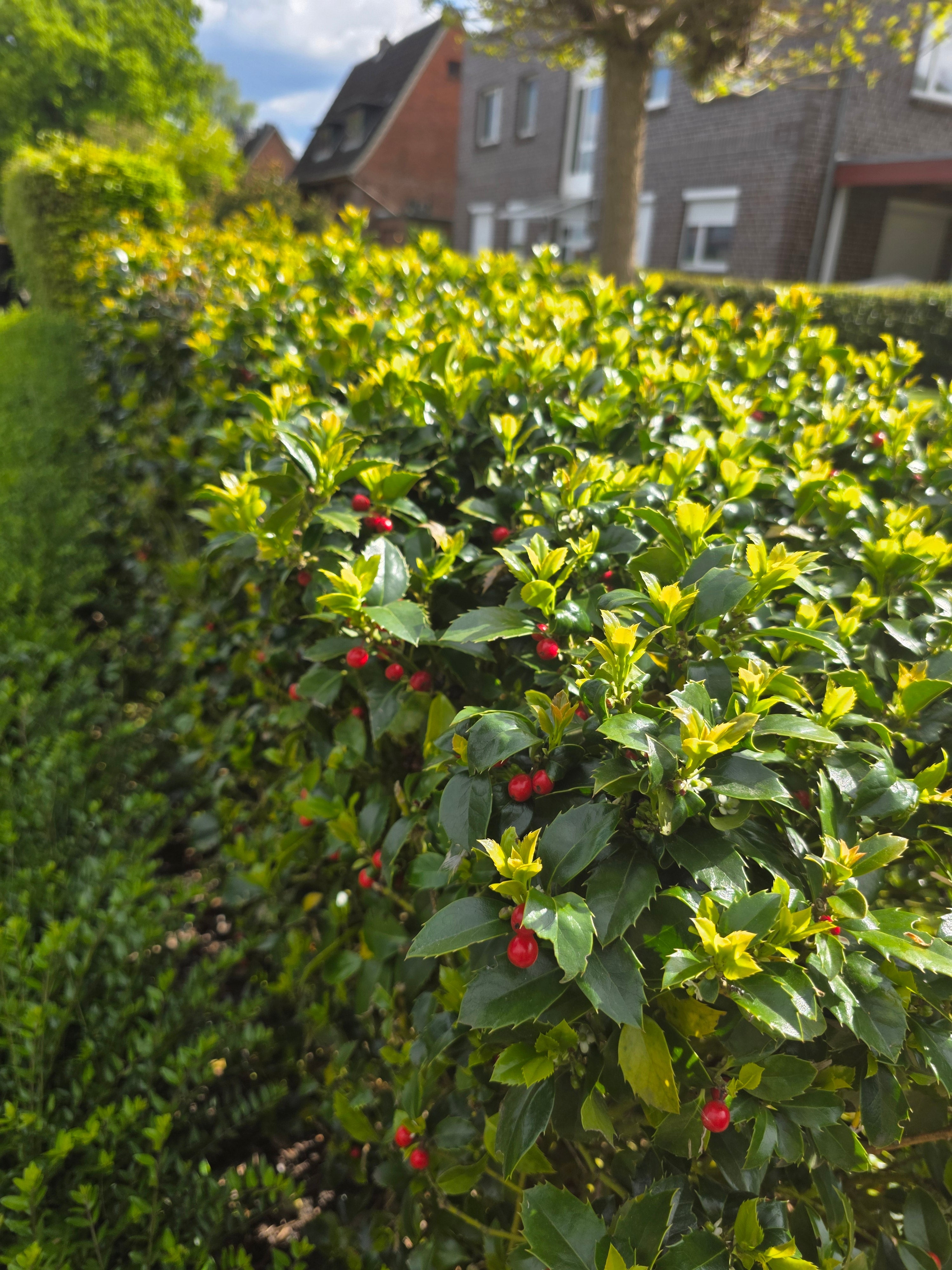 Stechpalme 'Heckenfee' ® - Ilex meserveae 'Heckenfee' ®