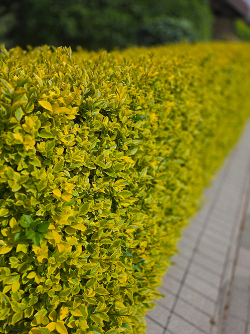 Goldliguster - Ligustrum ovalifolium 'Aureum'