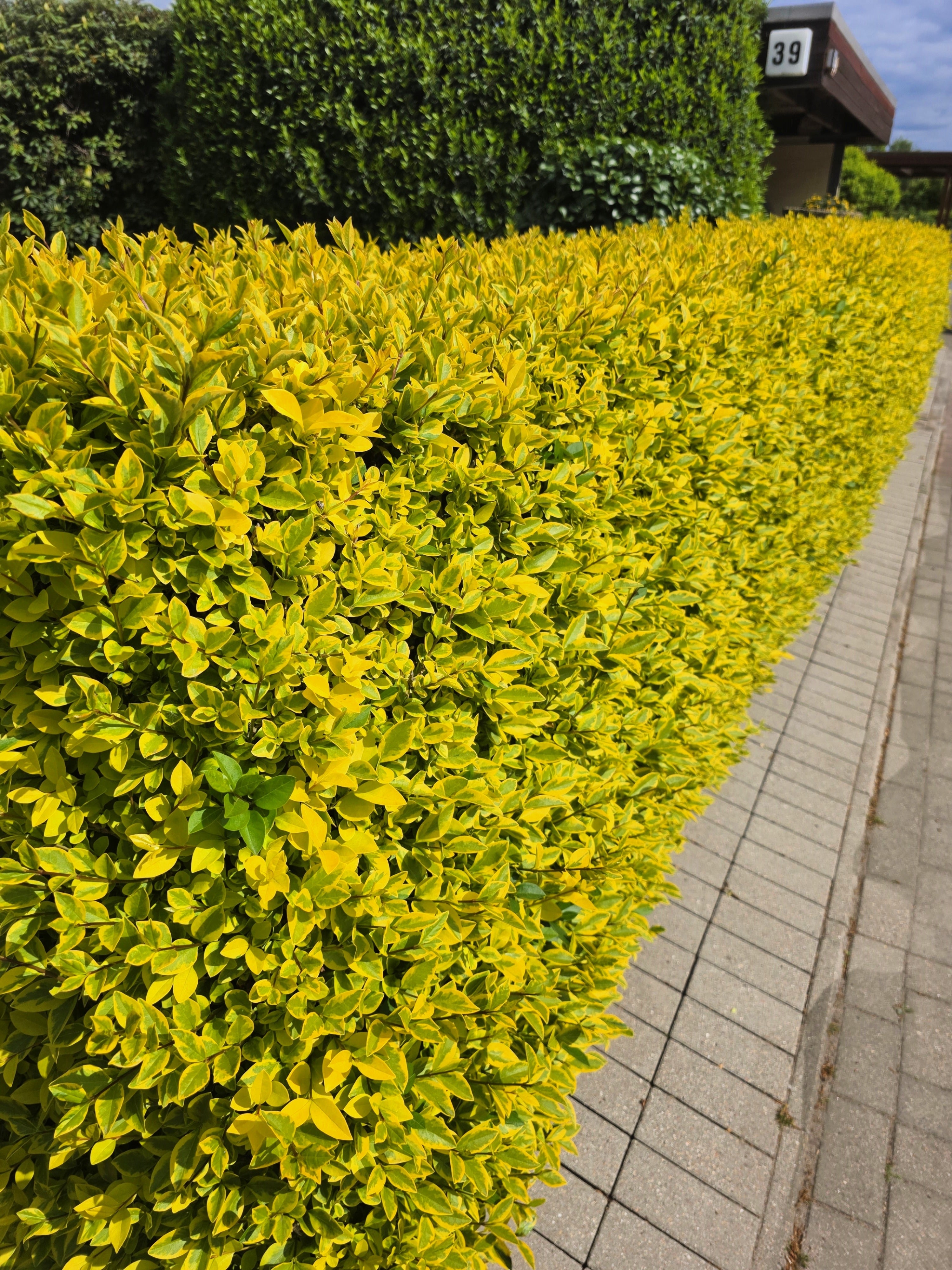 Goldliguster - Ligustrum ovalifolium 'Aureum'