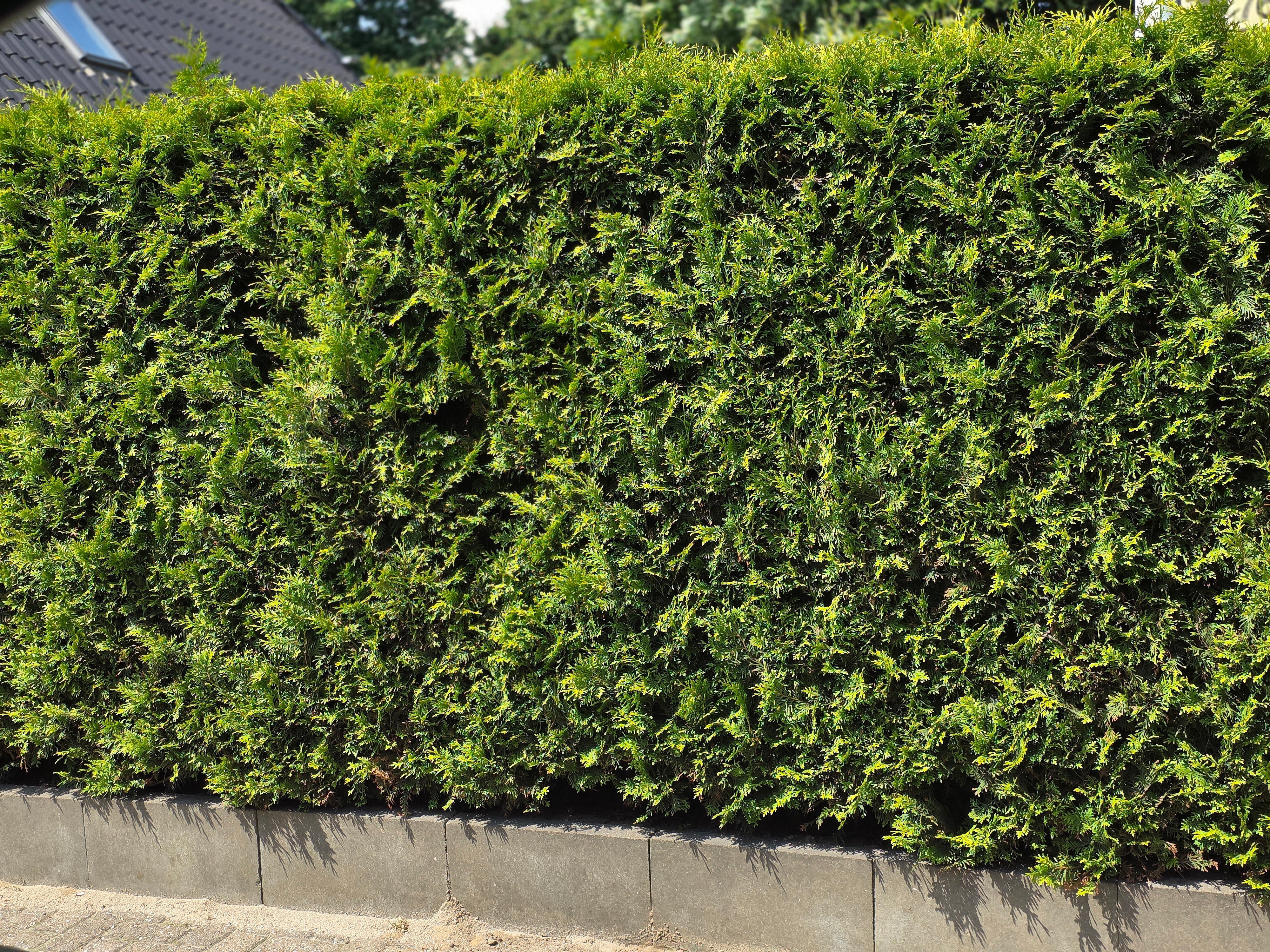 Thuja Occidentalis / Abendländischer Lebensbaum - Thuja occidentalis