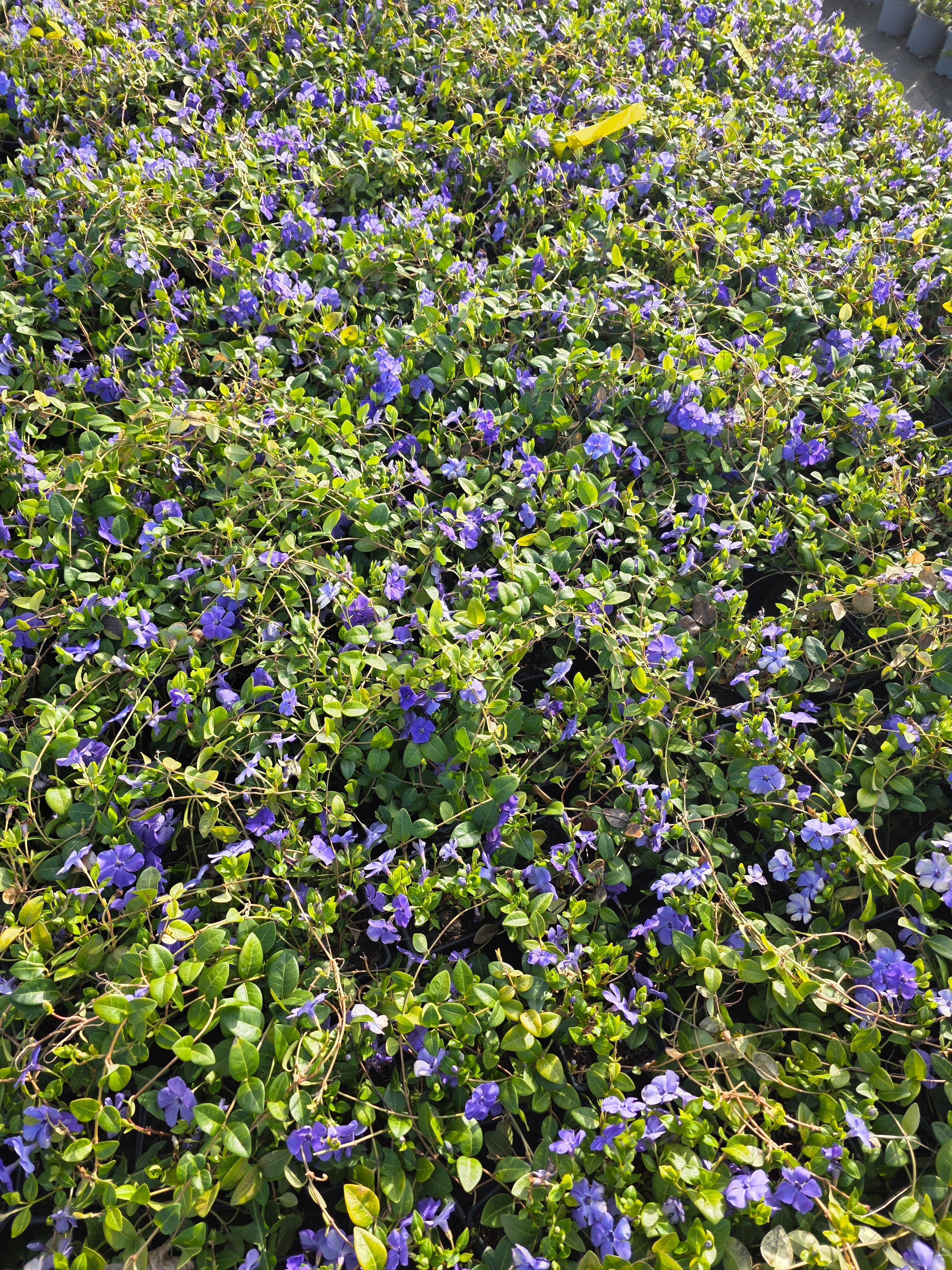 Immergrün 'Bowles' - Vinca minor 'Bowles'