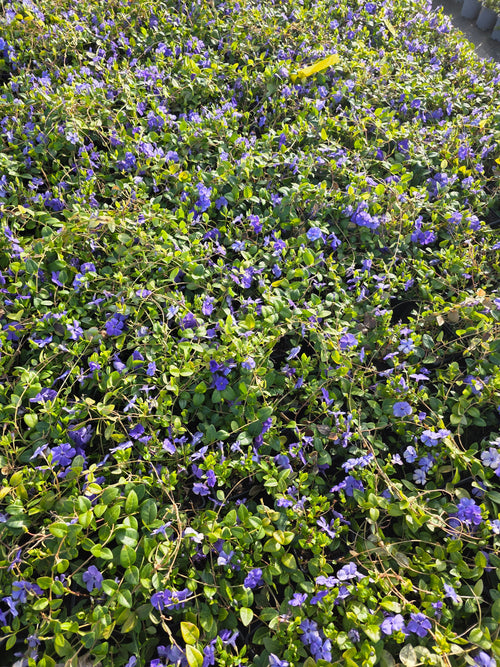 Immergrün 'Bowles' - Vinca minor 'Bowles'