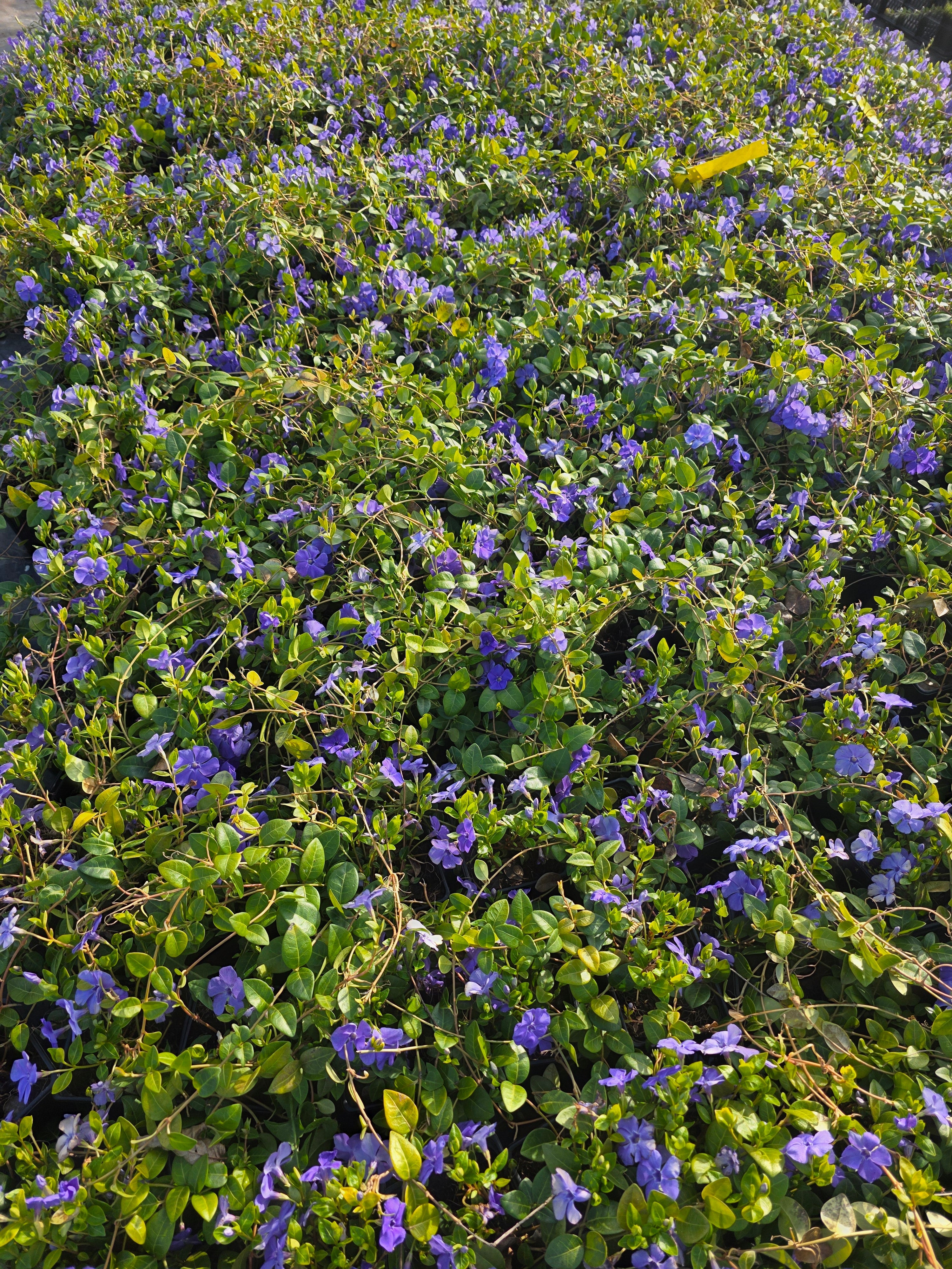 Immergrün 'Bowles' - Vinca minor 'Bowles'