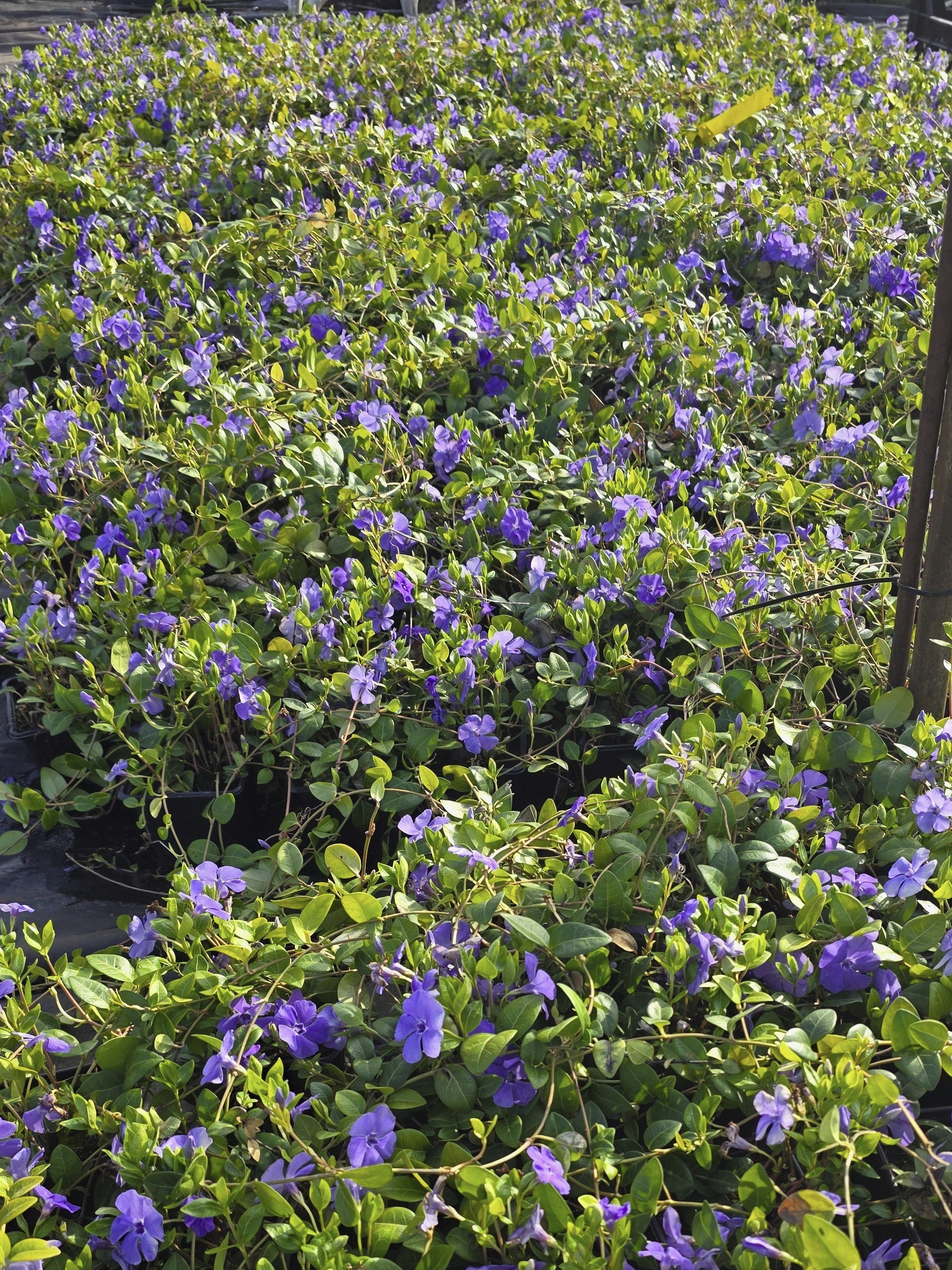 Immergrün 'Bowles' - Vinca minor 'Bowles'