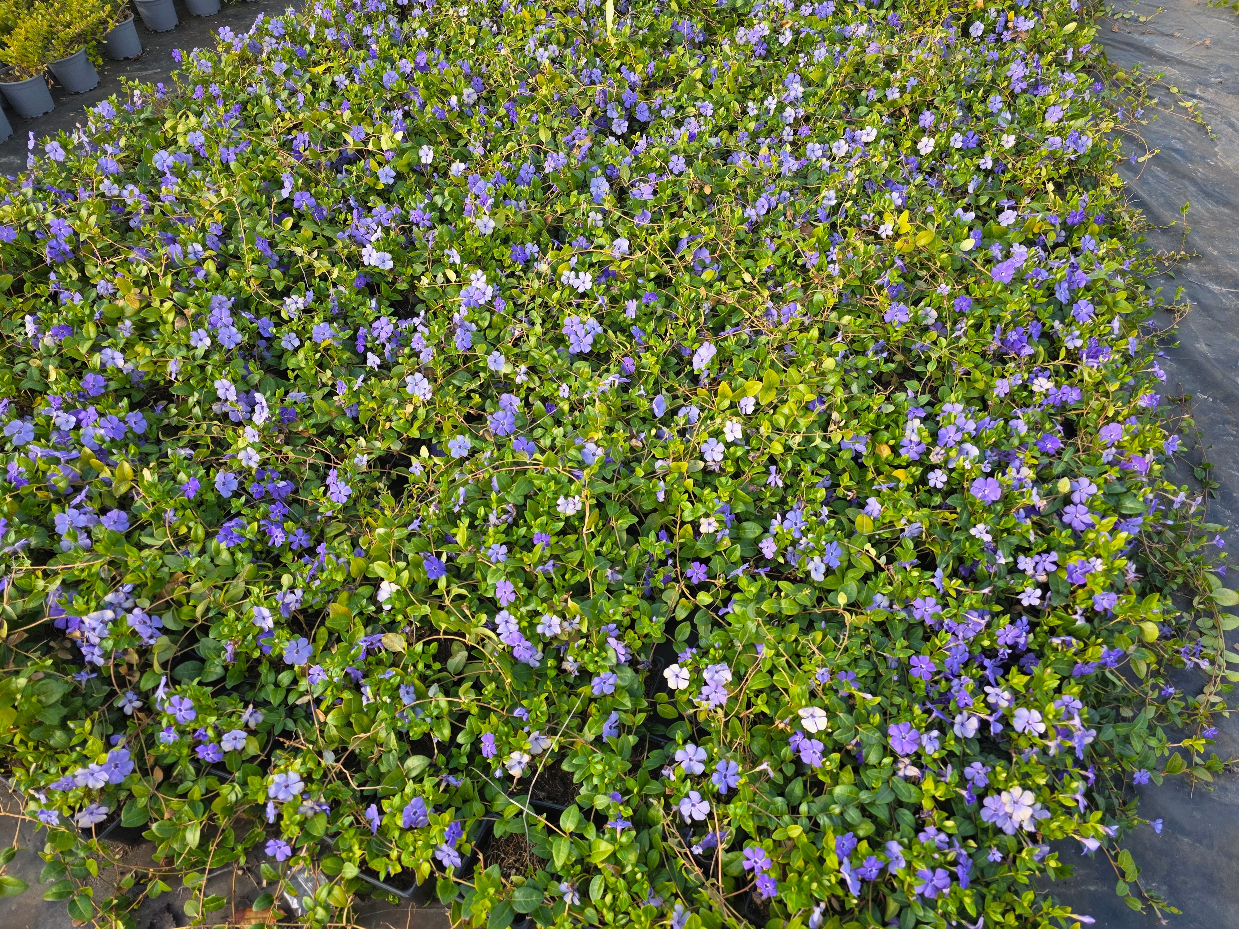 Kleinblättriges Immergrün - Vinca minor