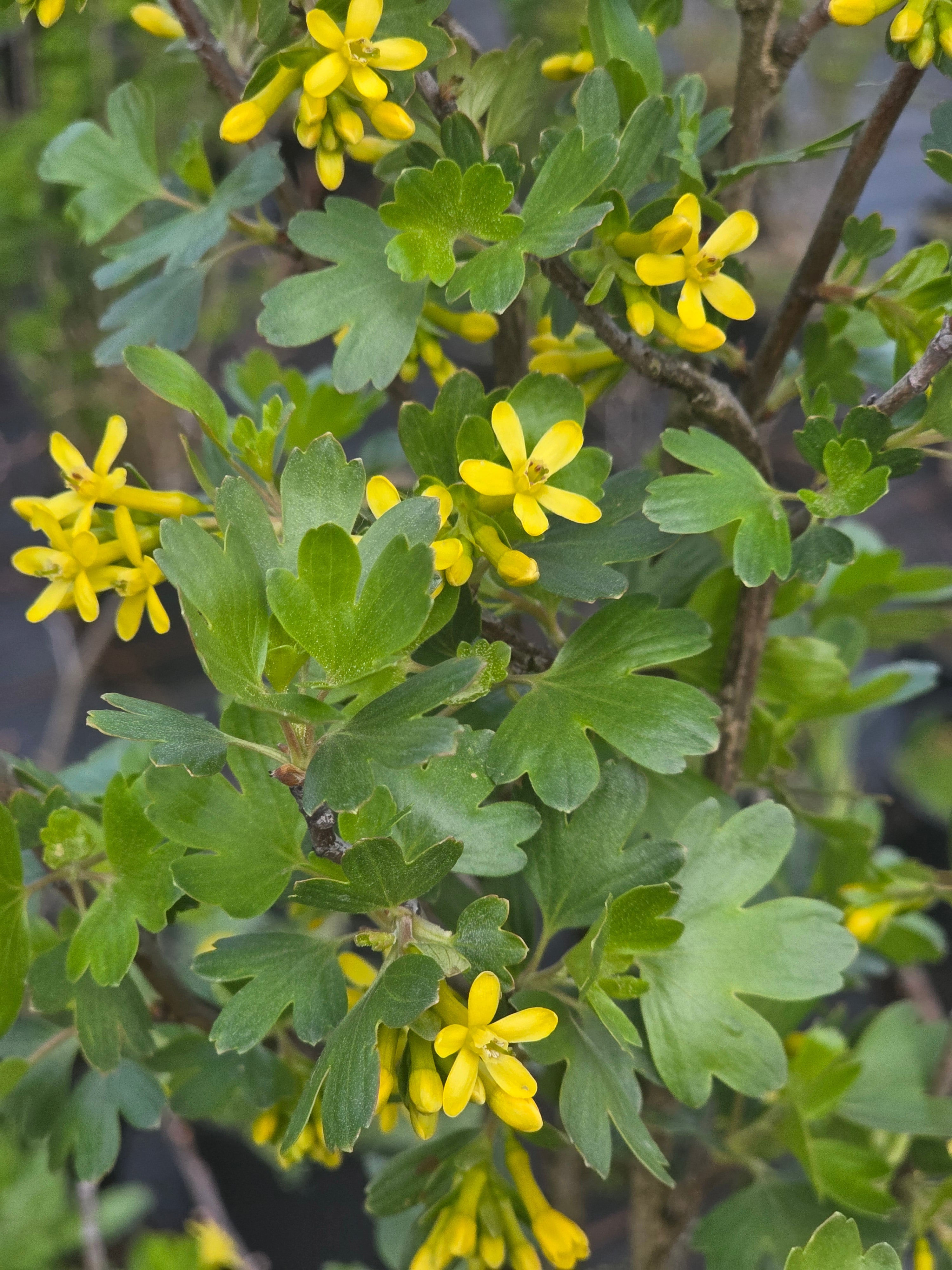 Goldjohannisbeere - Ribes aureum