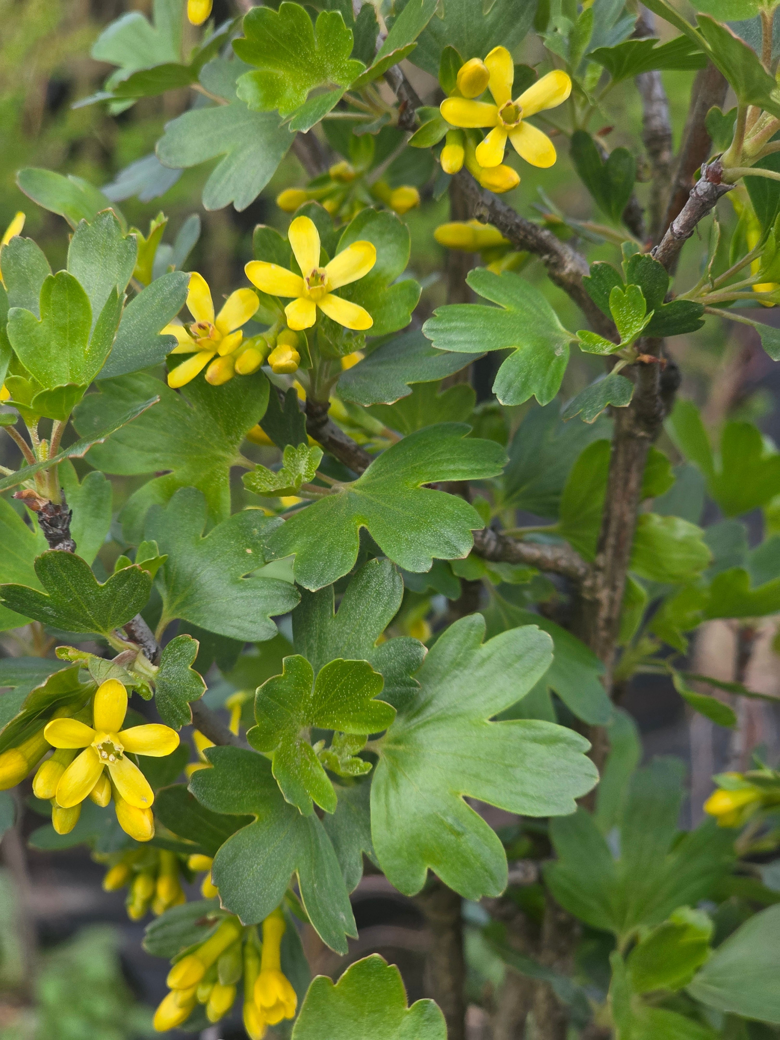 Goldjohannisbeere - Ribes aureum