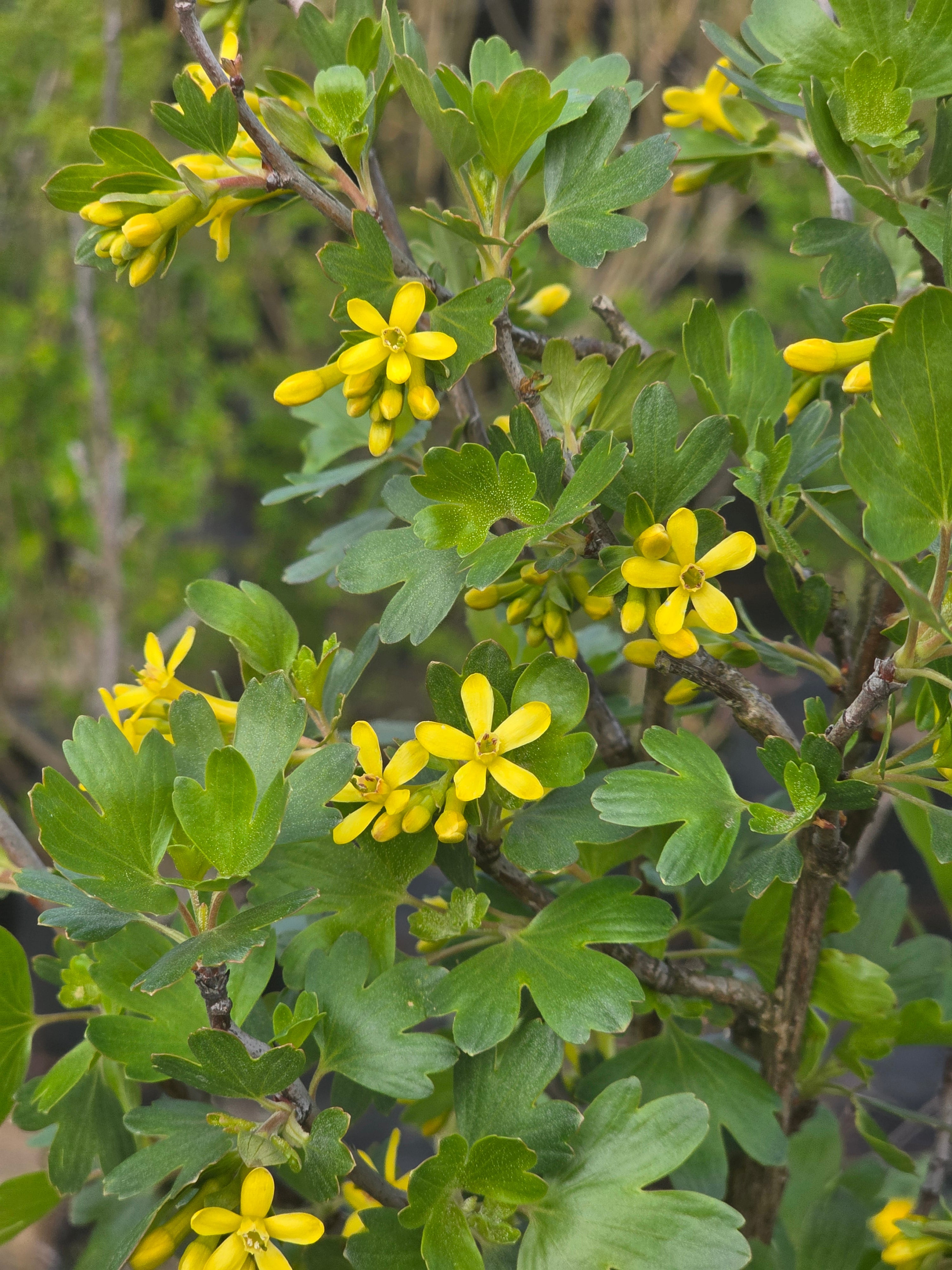 Goldjohannisbeere - Ribes aureum