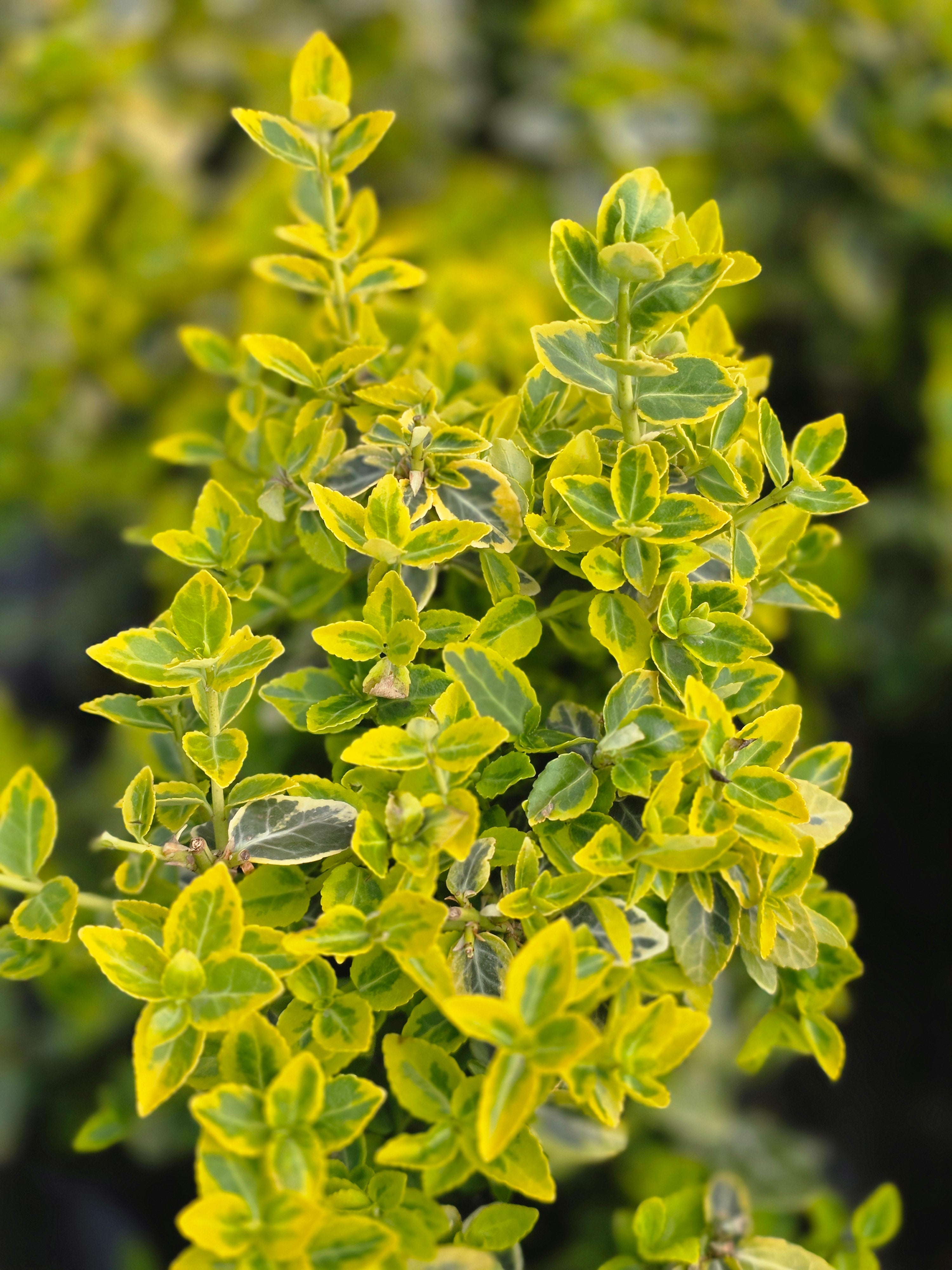 Goldbunte Kriechspindel 'Emerald'n Gold' - Euonymus fortunei 'Emerald'n Gold'