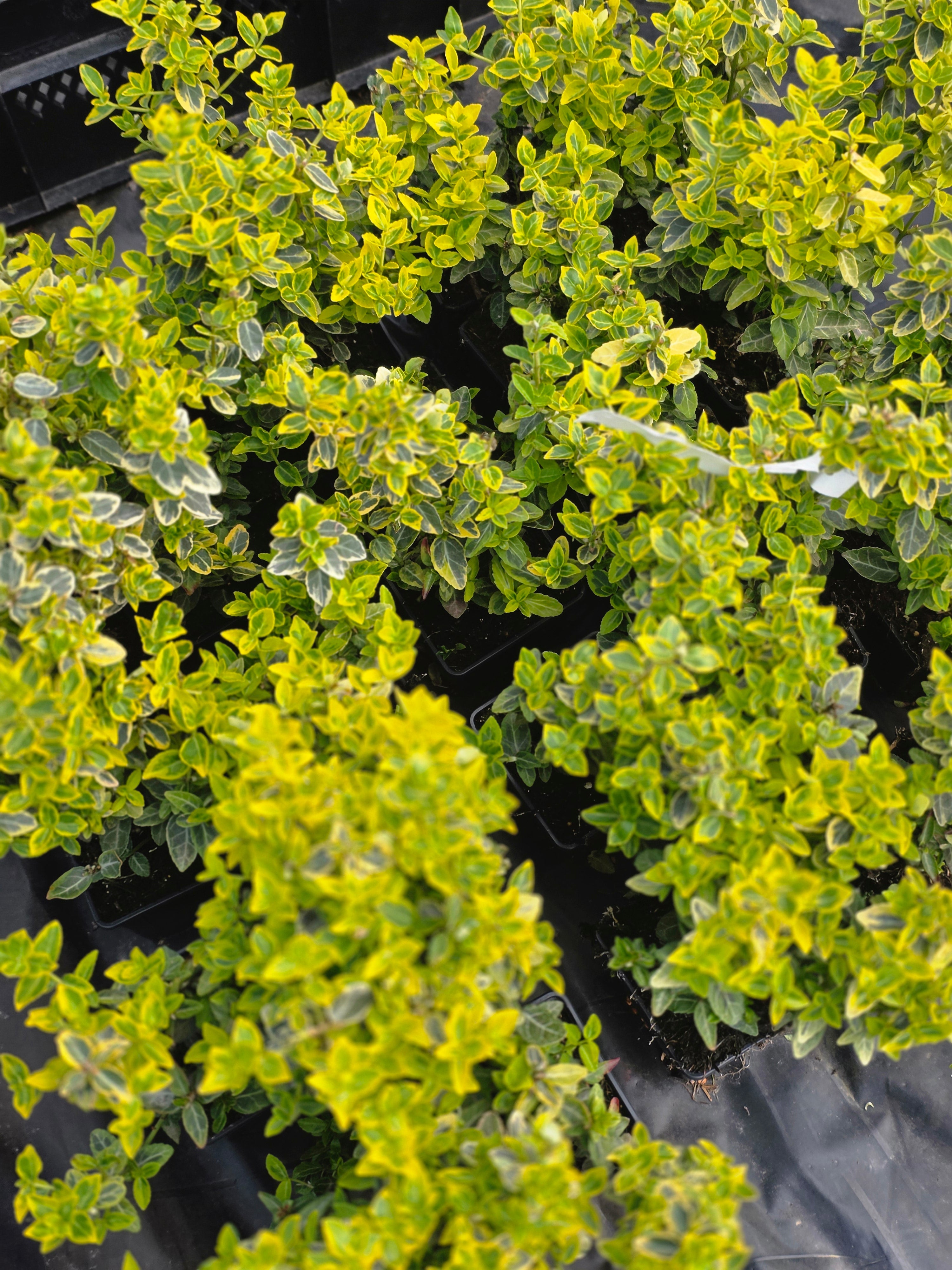 Goldbunte Kriechspindel 'Emerald'n Gold' - Euonymus fortunei 'Emerald'n Gold'