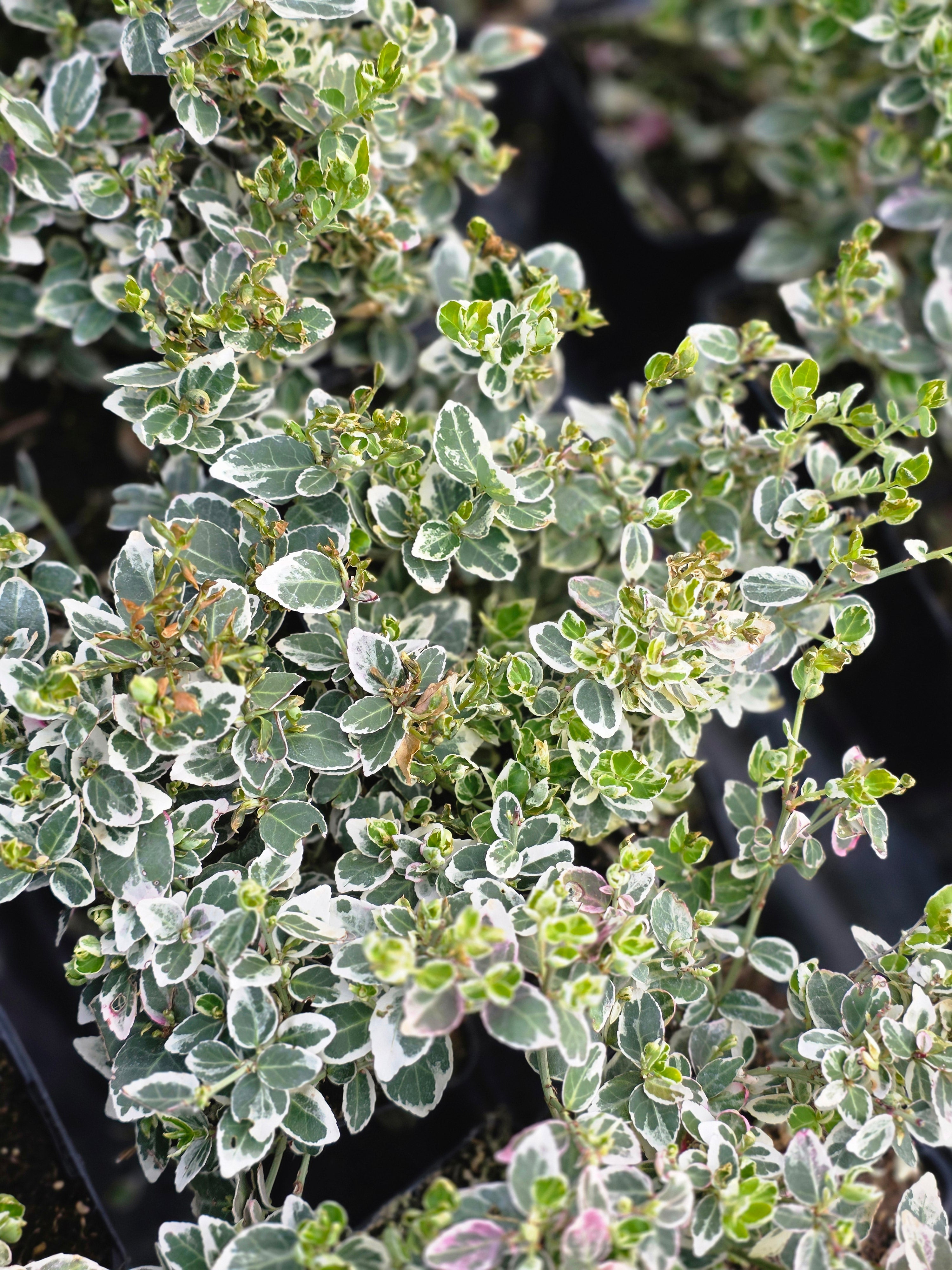 Weißbunte Kriechspindel 'Emerald Gaiety' - Euonymus fortunei 'Emerald Gaiety'
