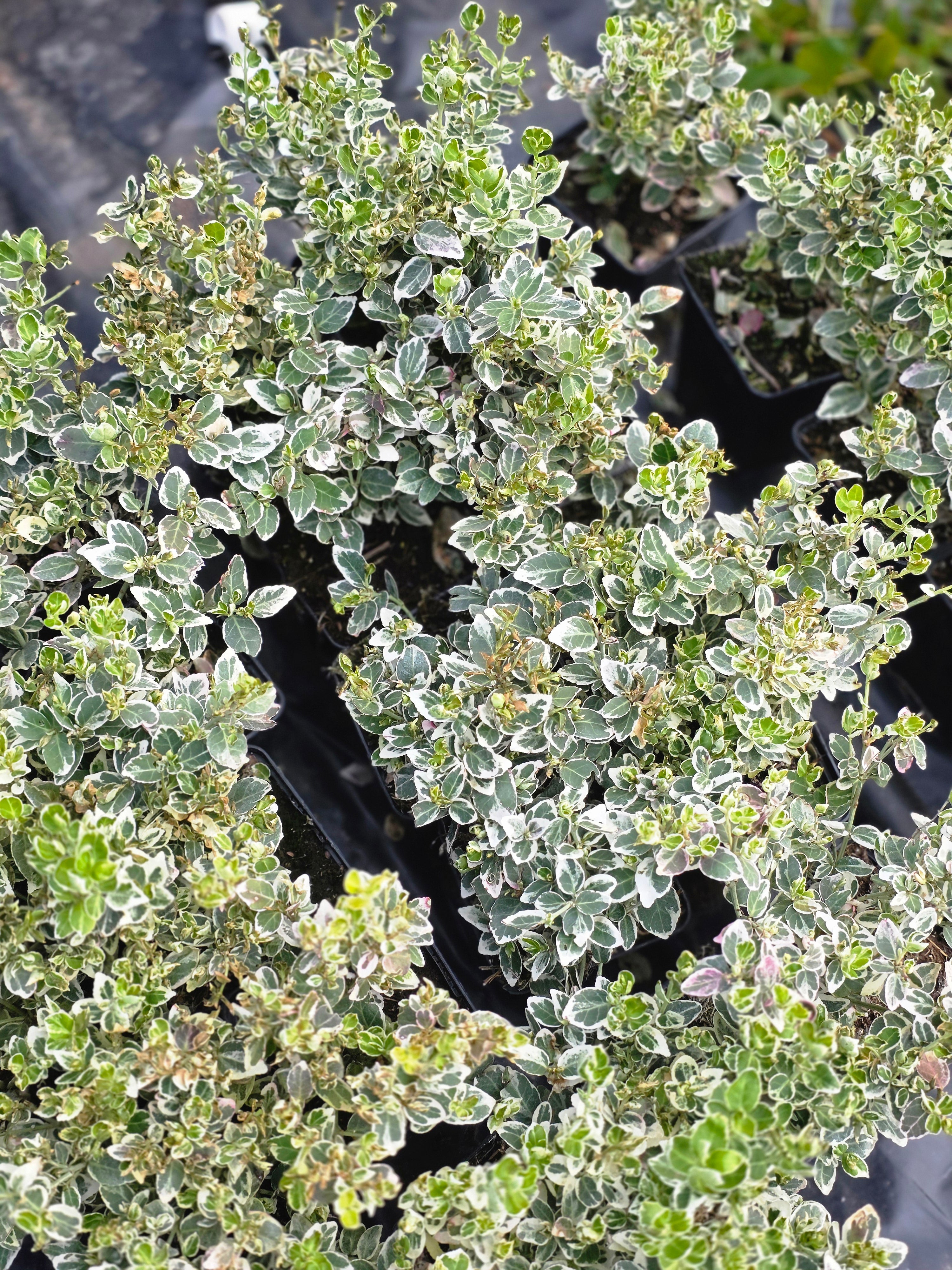 Weißbunte Kriechspindel 'Emerald Gaiety' - Euonymus fortunei 'Emerald Gaiety'