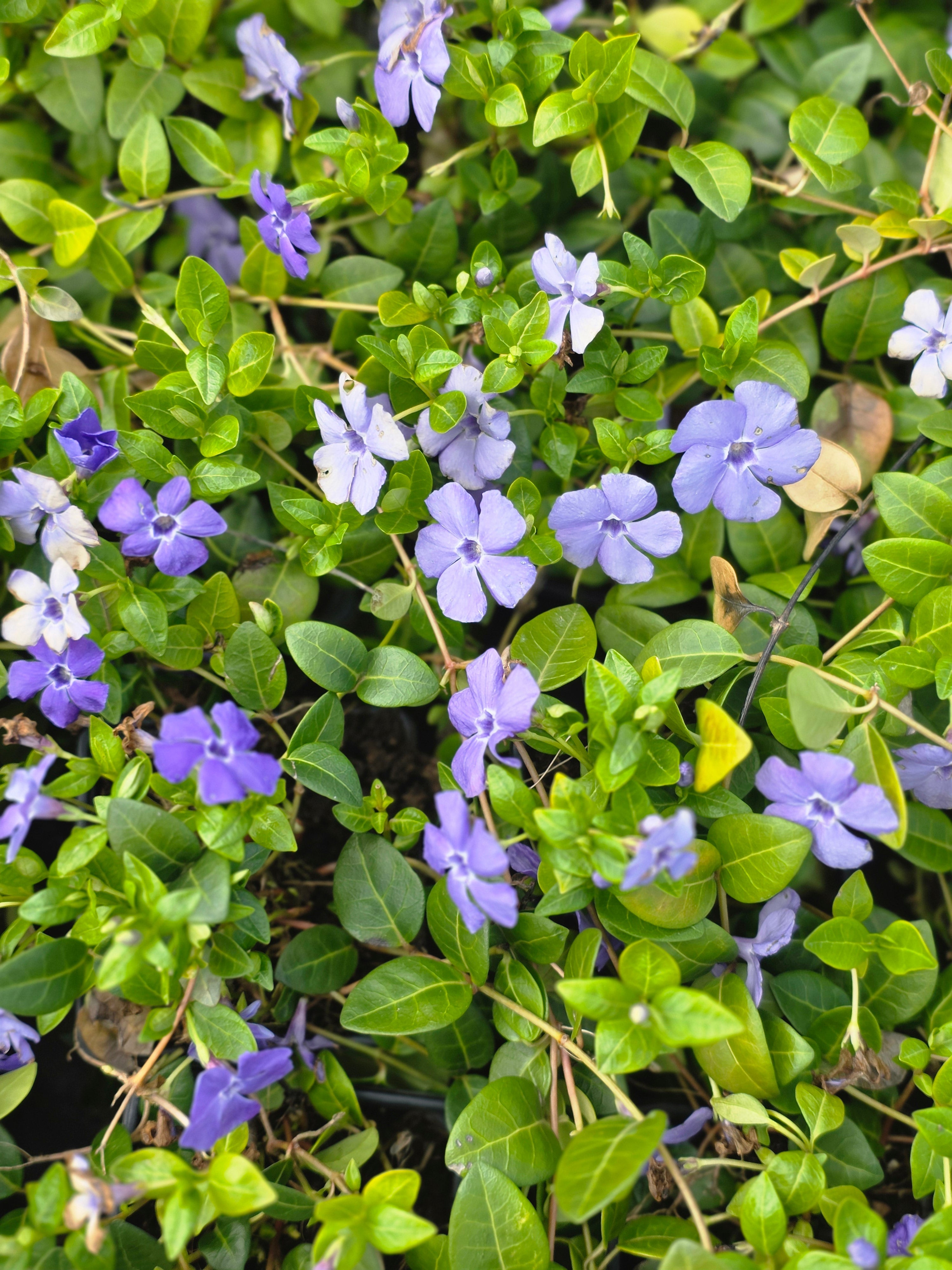 Kleinblättriges Immergrün - Vinca minor