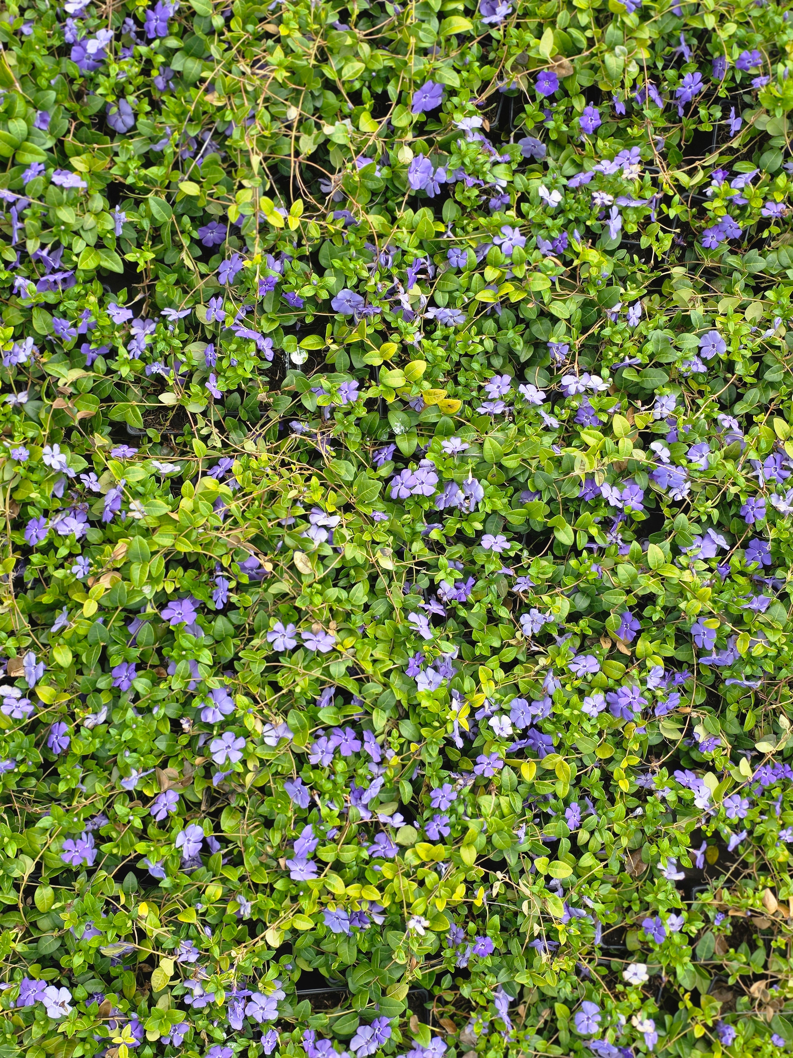 Kleinblättriges Immergrün - Vinca minor