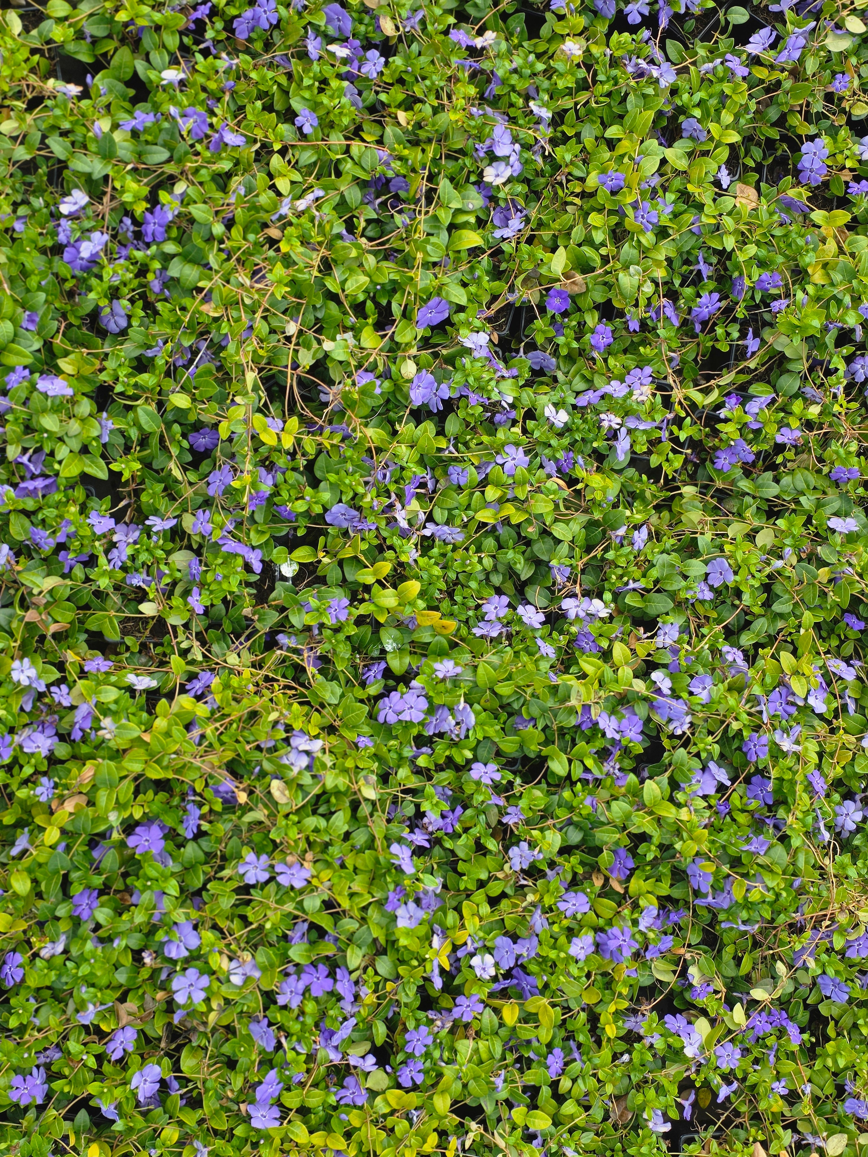 Kleinblättriges Immergrün - Vinca minor