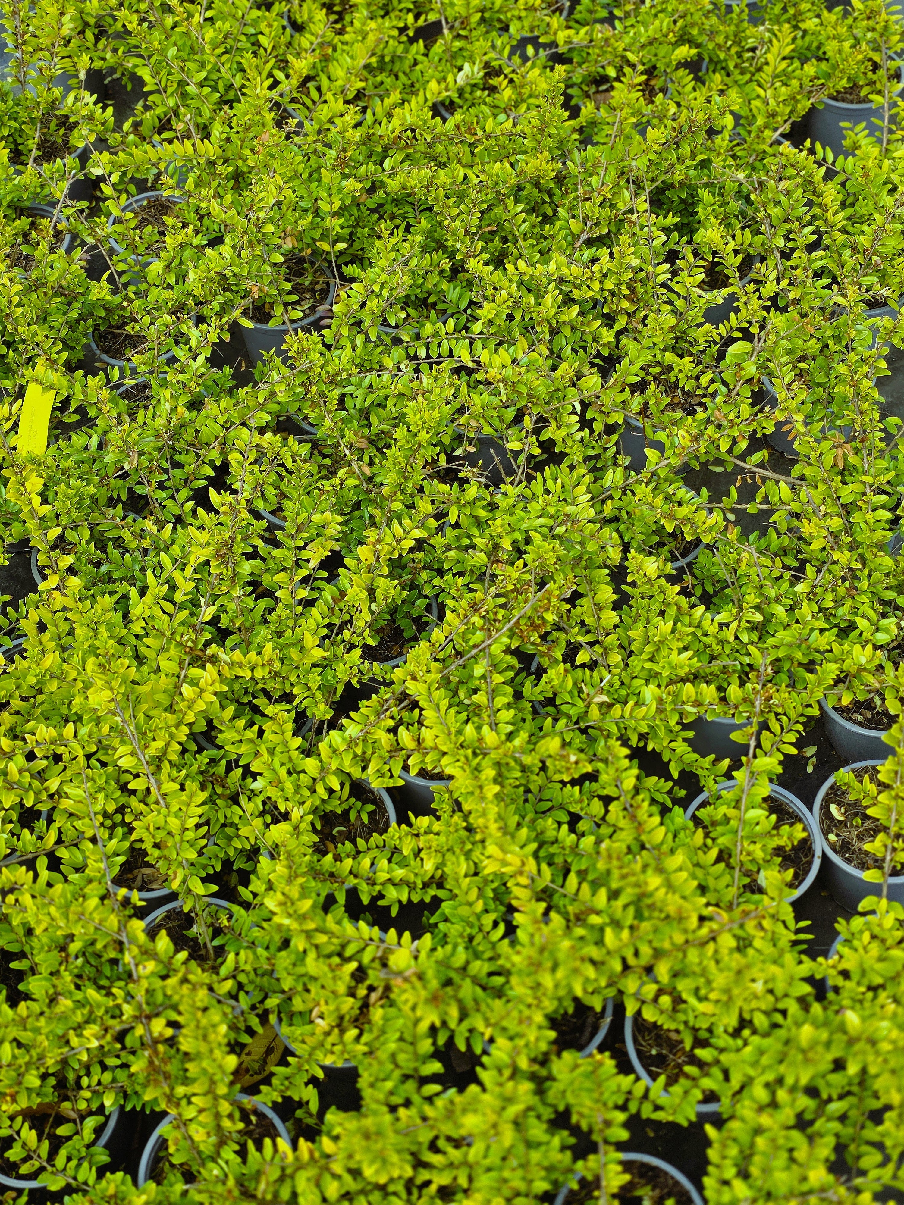 Heckenmyrte 'Maigrün' - Lonicera nitida 'Maigrün'