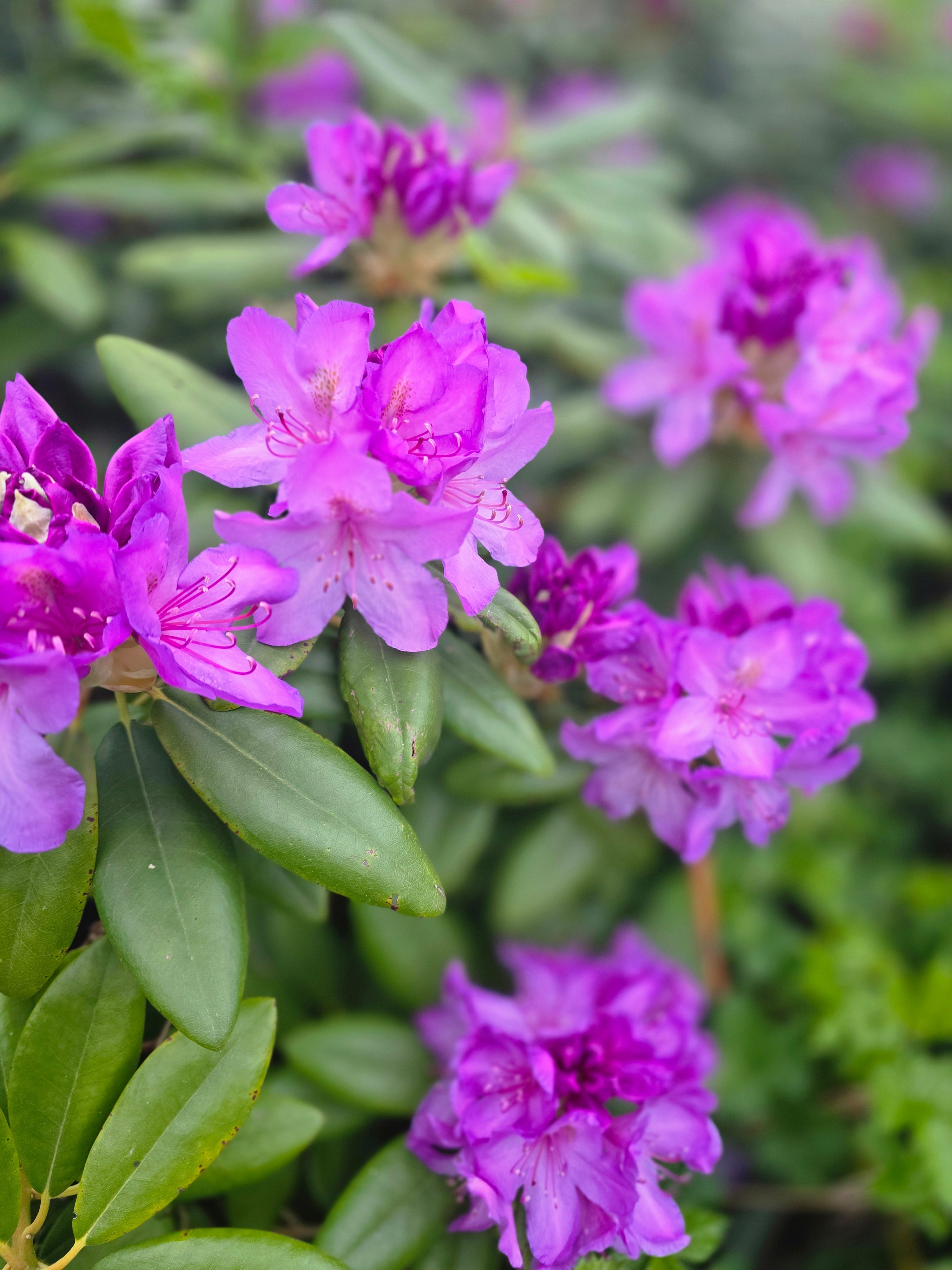 Rhododendron-Hybride 'Catawb.Grandiflorum' - Rhododendron Hybride 'Catawb. Grandiflorum'