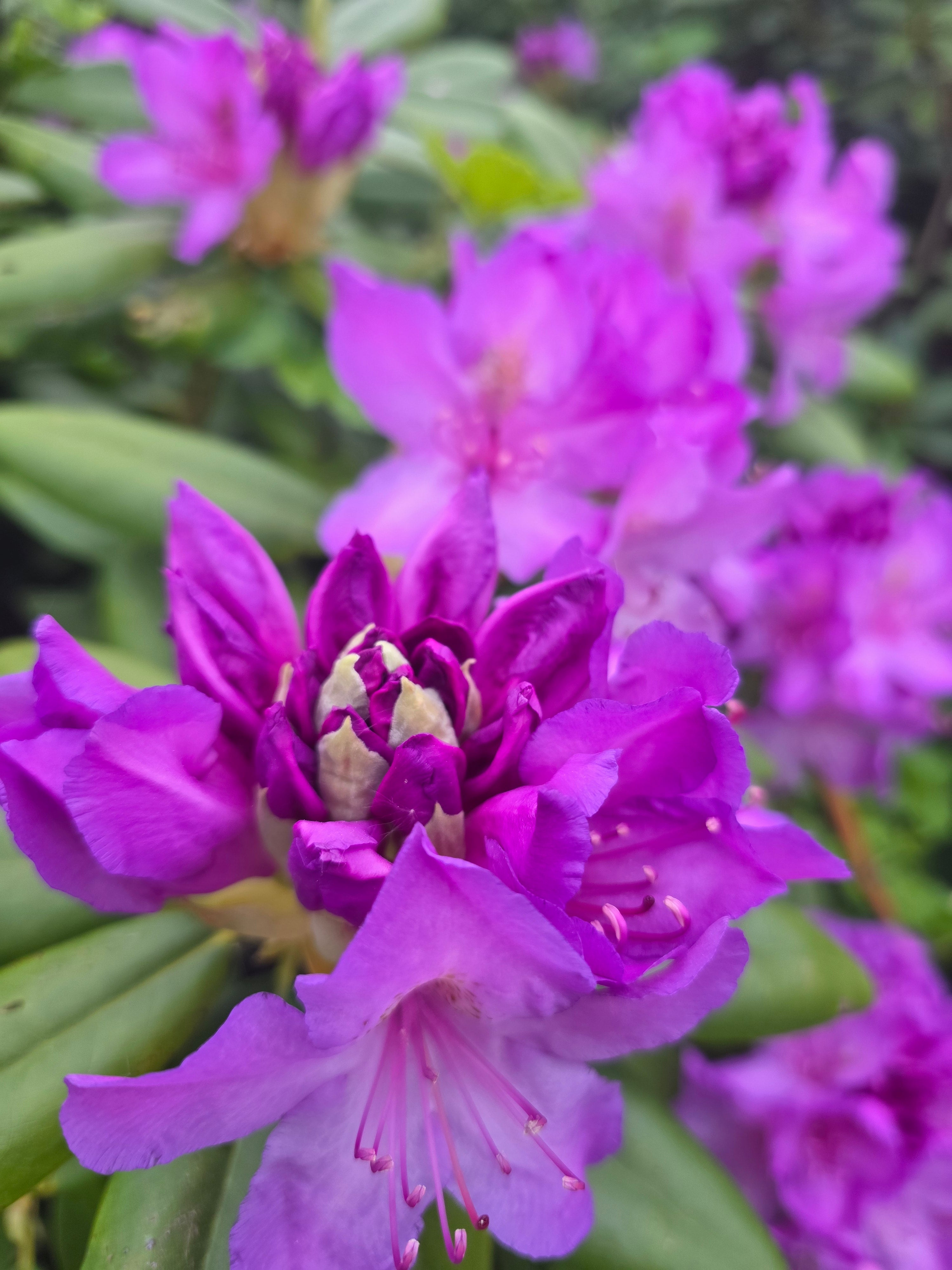 Rhododendron-Hybride 'Catawb.Grandiflorum' - Rhododendron Hybride 'Catawb. Grandiflorum'